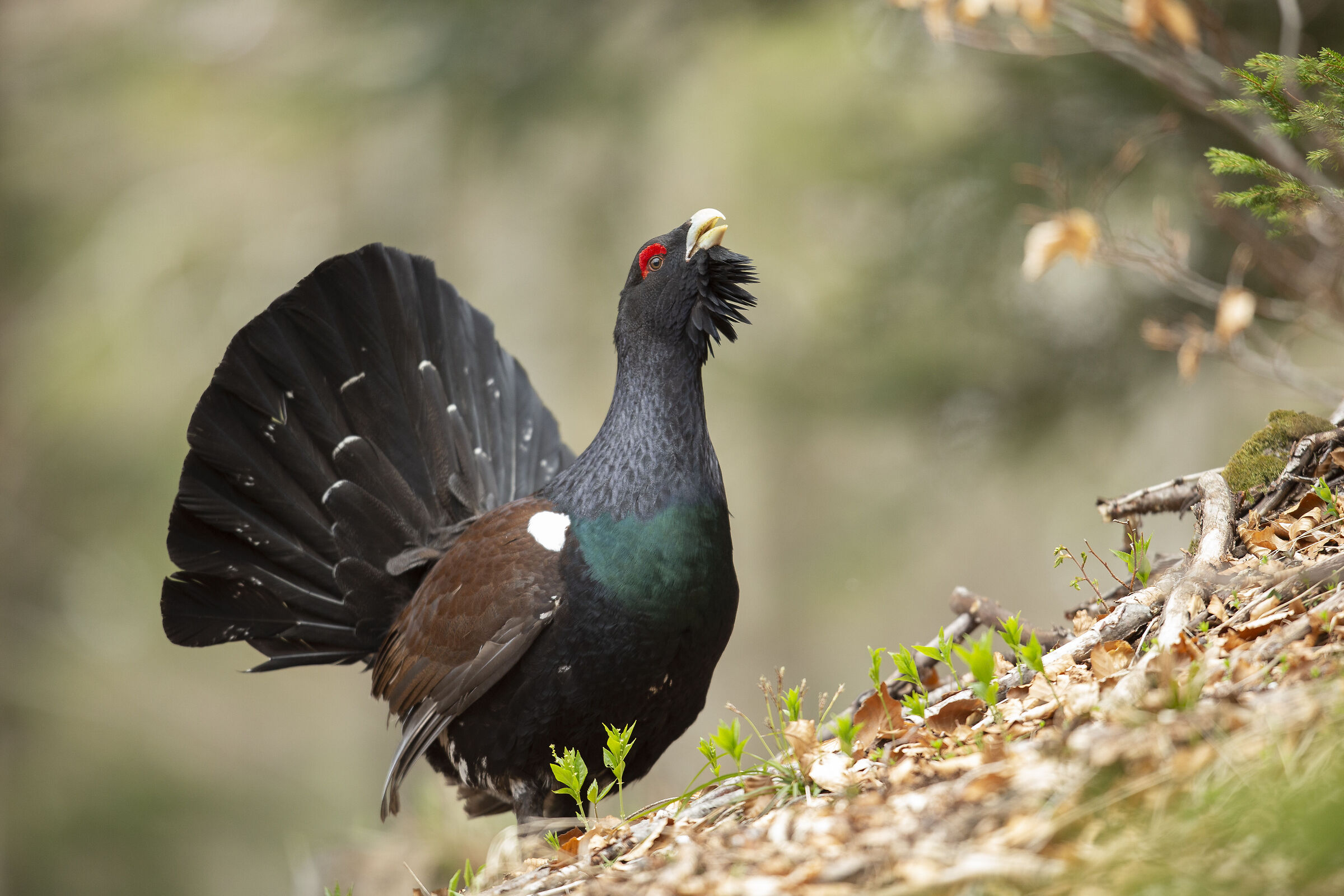 Capercaillie