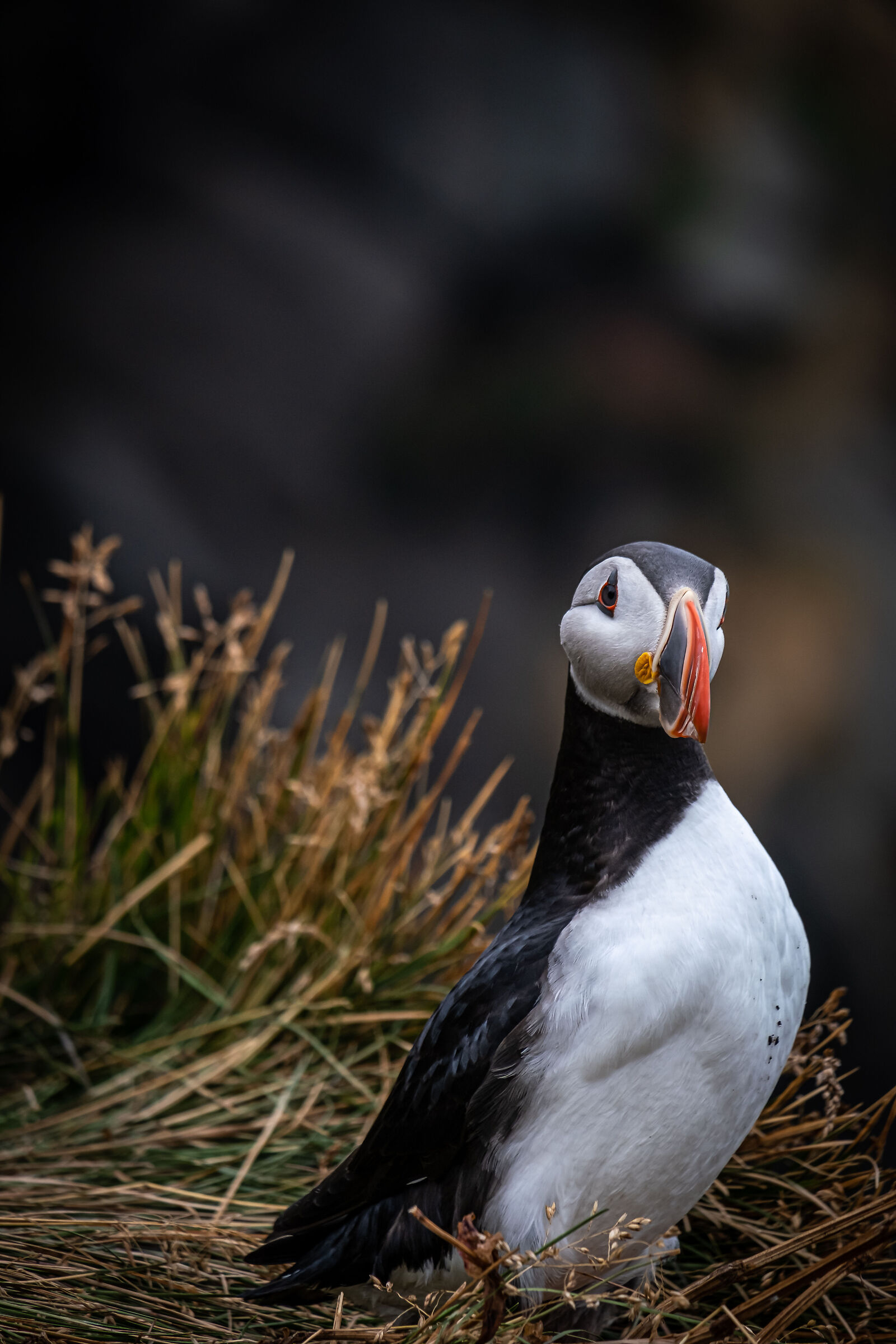 Puffin