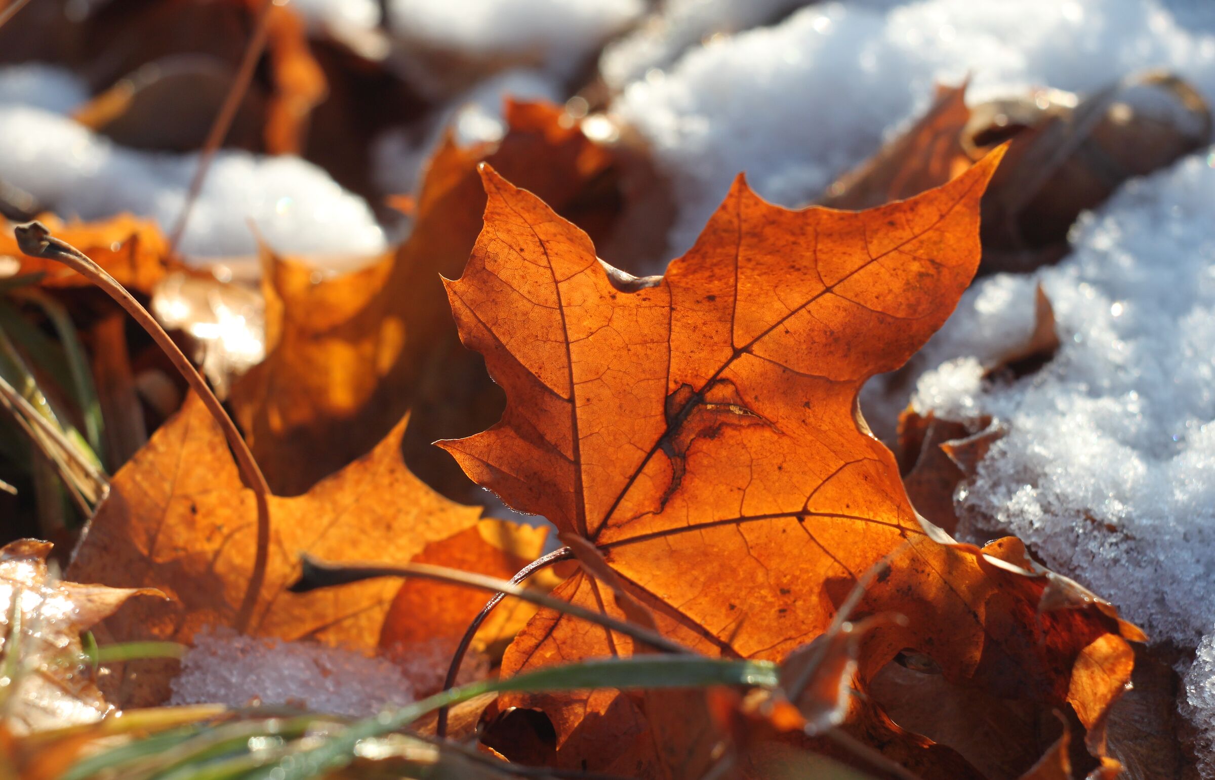 Composizione invernale