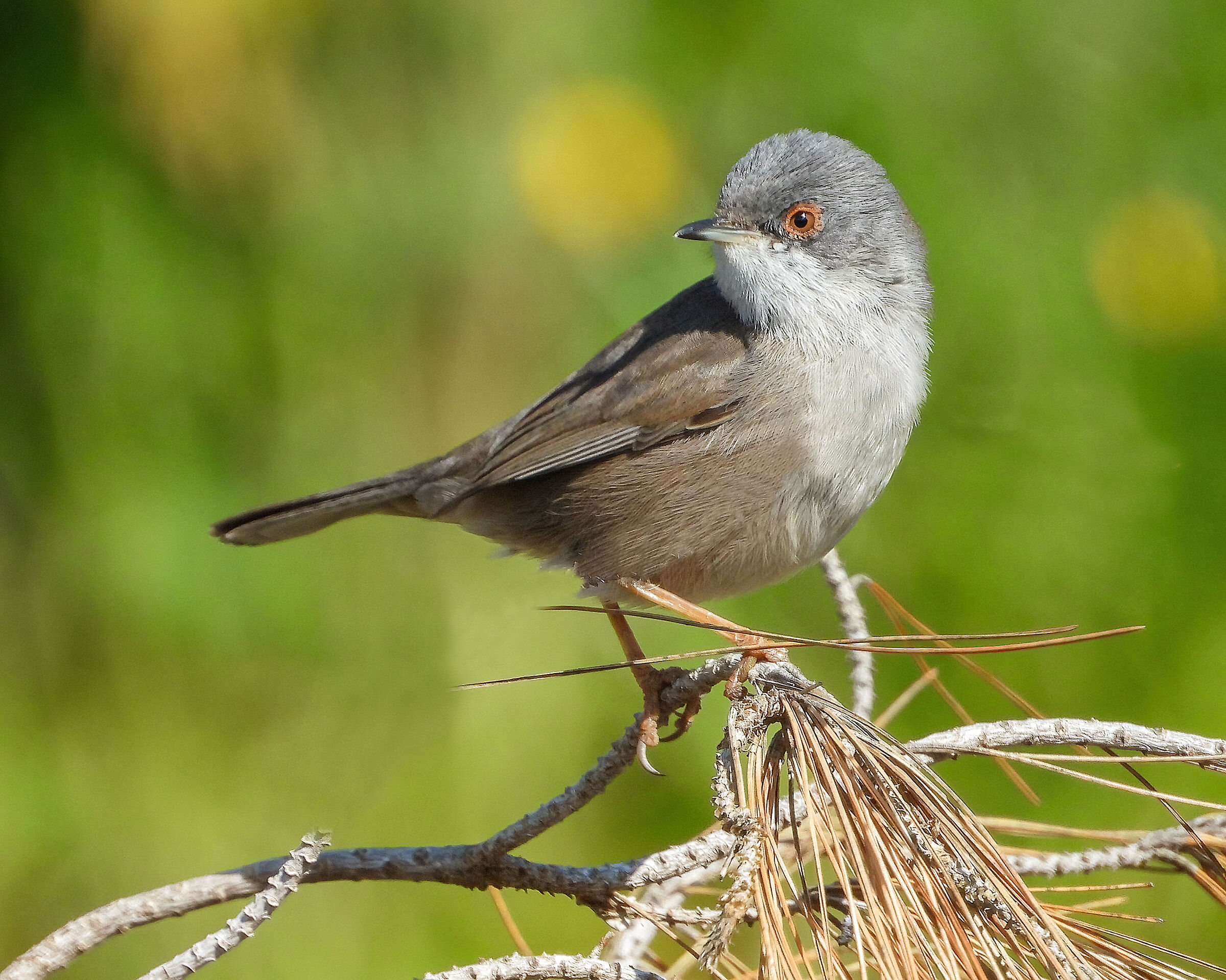 Sardinian warbler