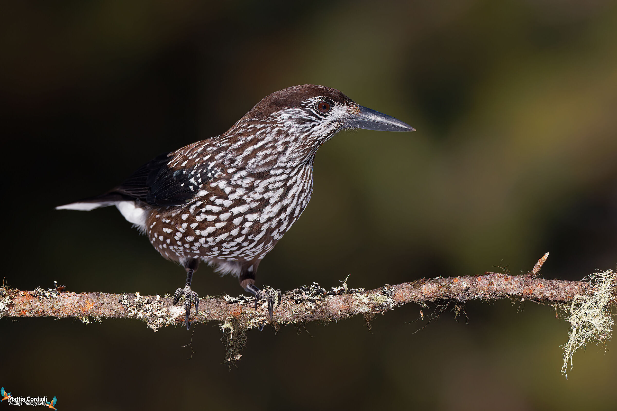 Spotted nutcracker