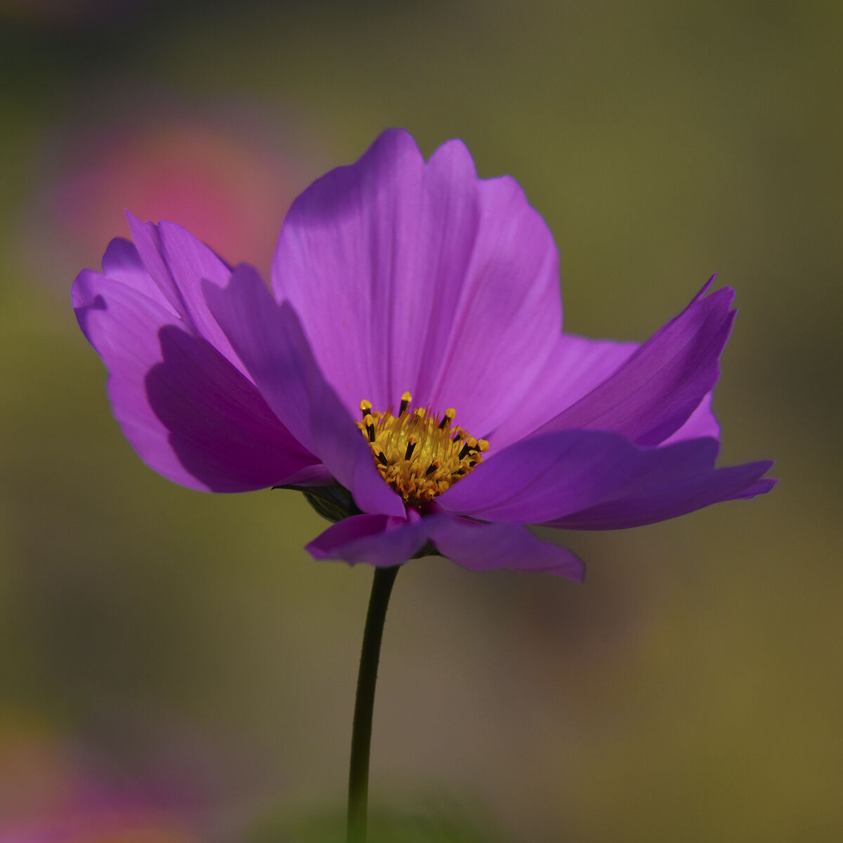 cosmea