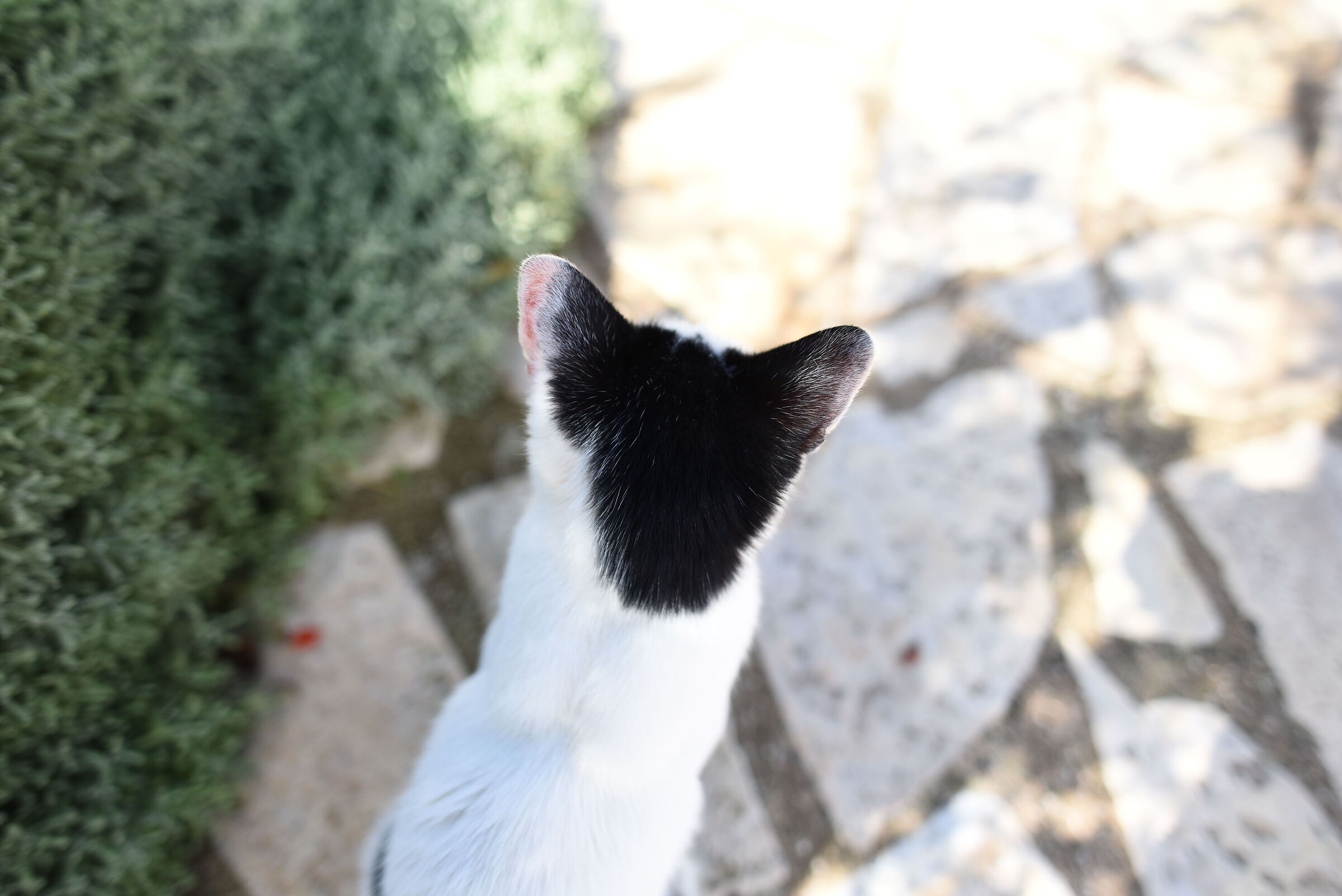 " F.2 ", Otus Zeiss 28, 1.4- Nikon D 750