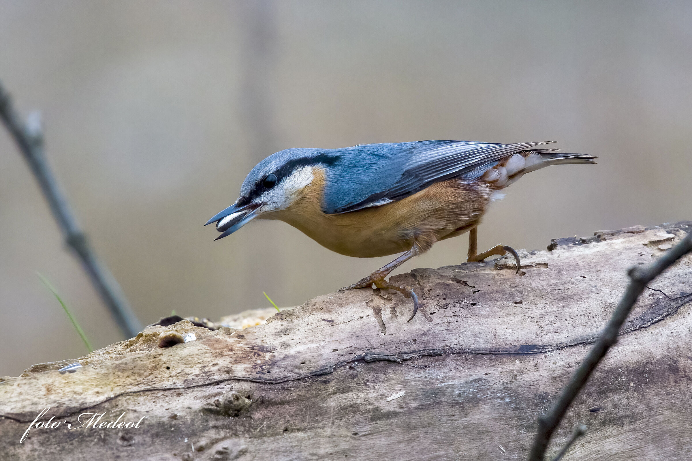 Wood nuthatch