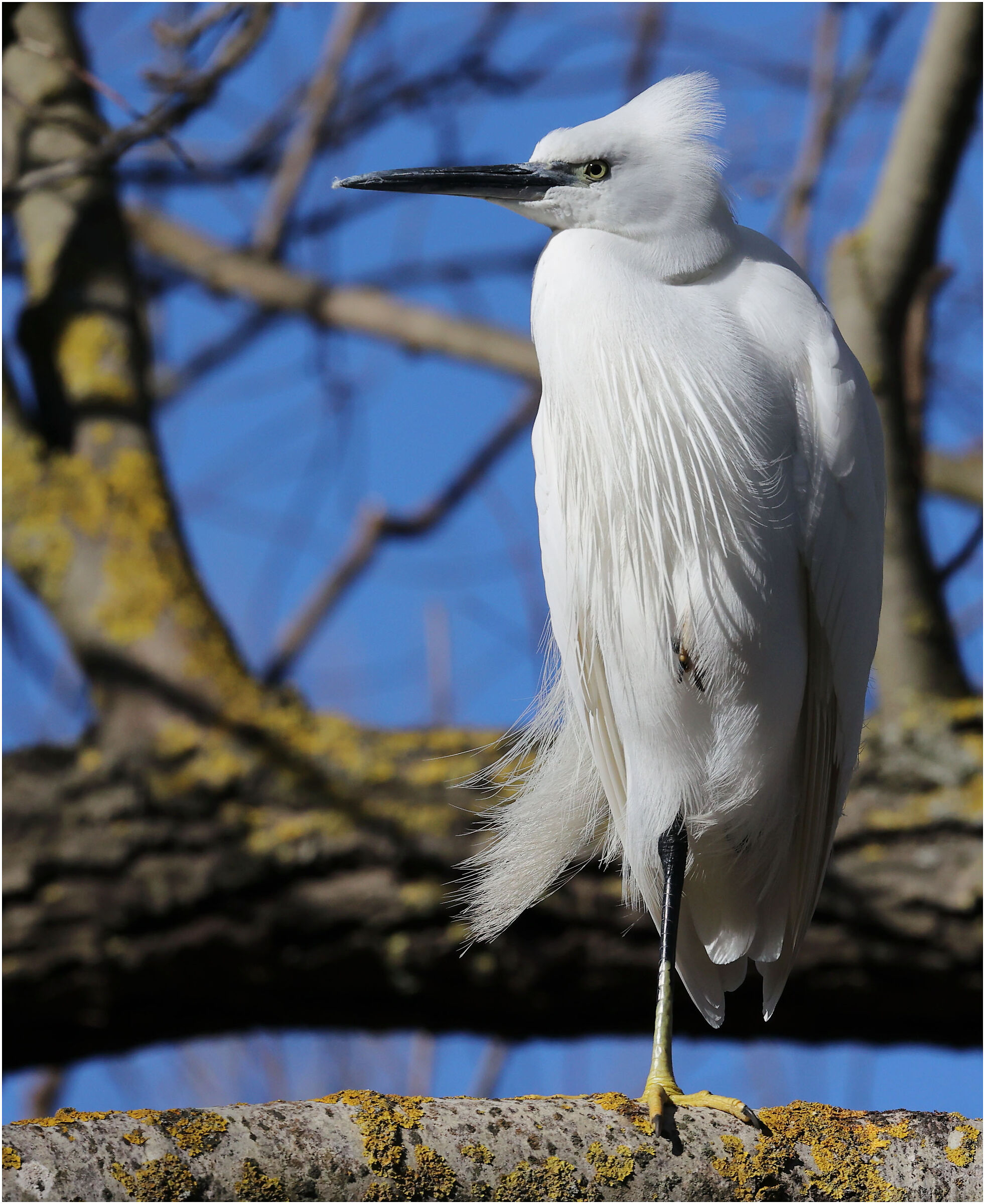 Uncombed egret