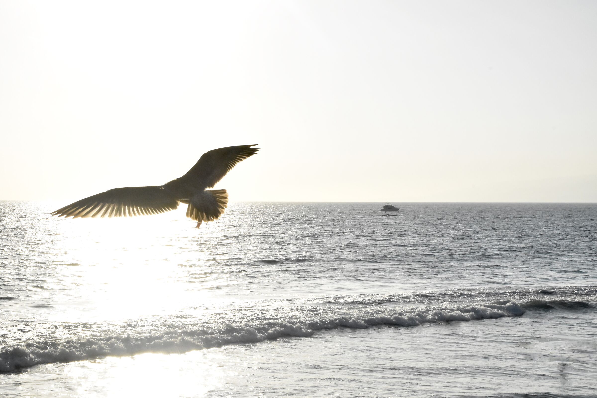 "Libertà "Santa Monica LA