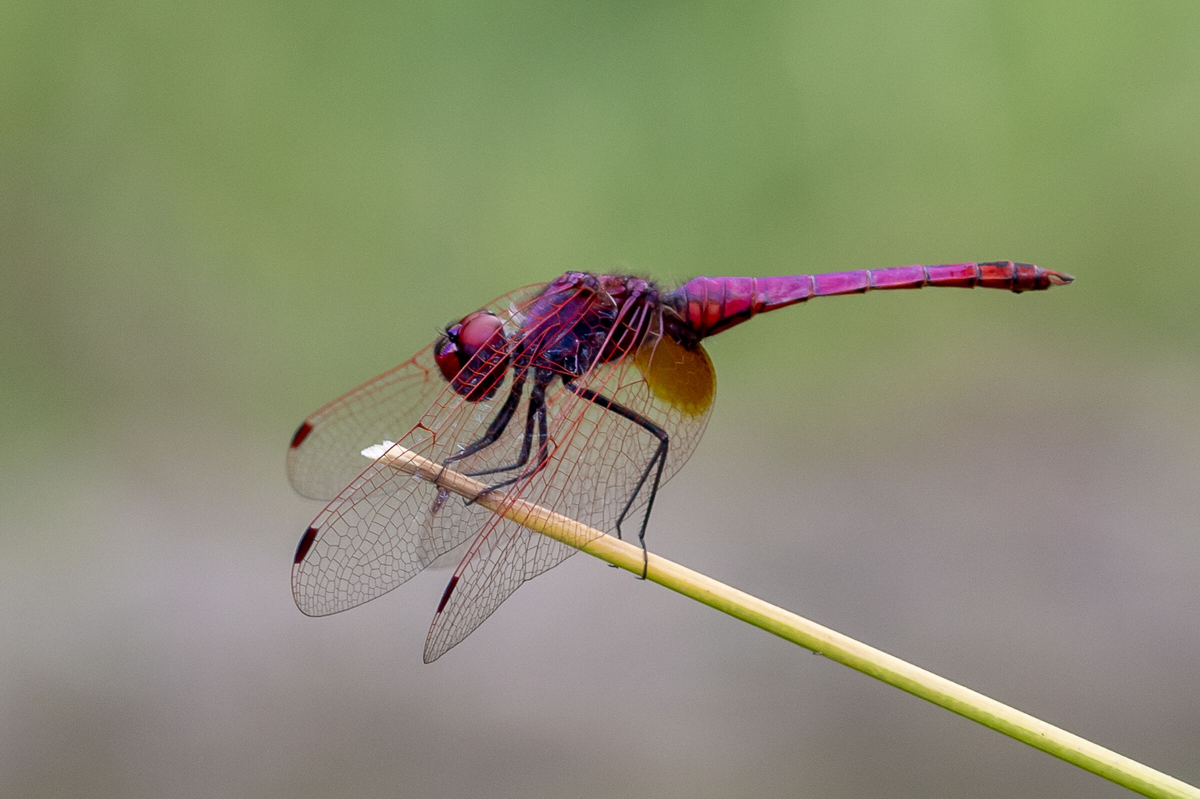 Dragonfly