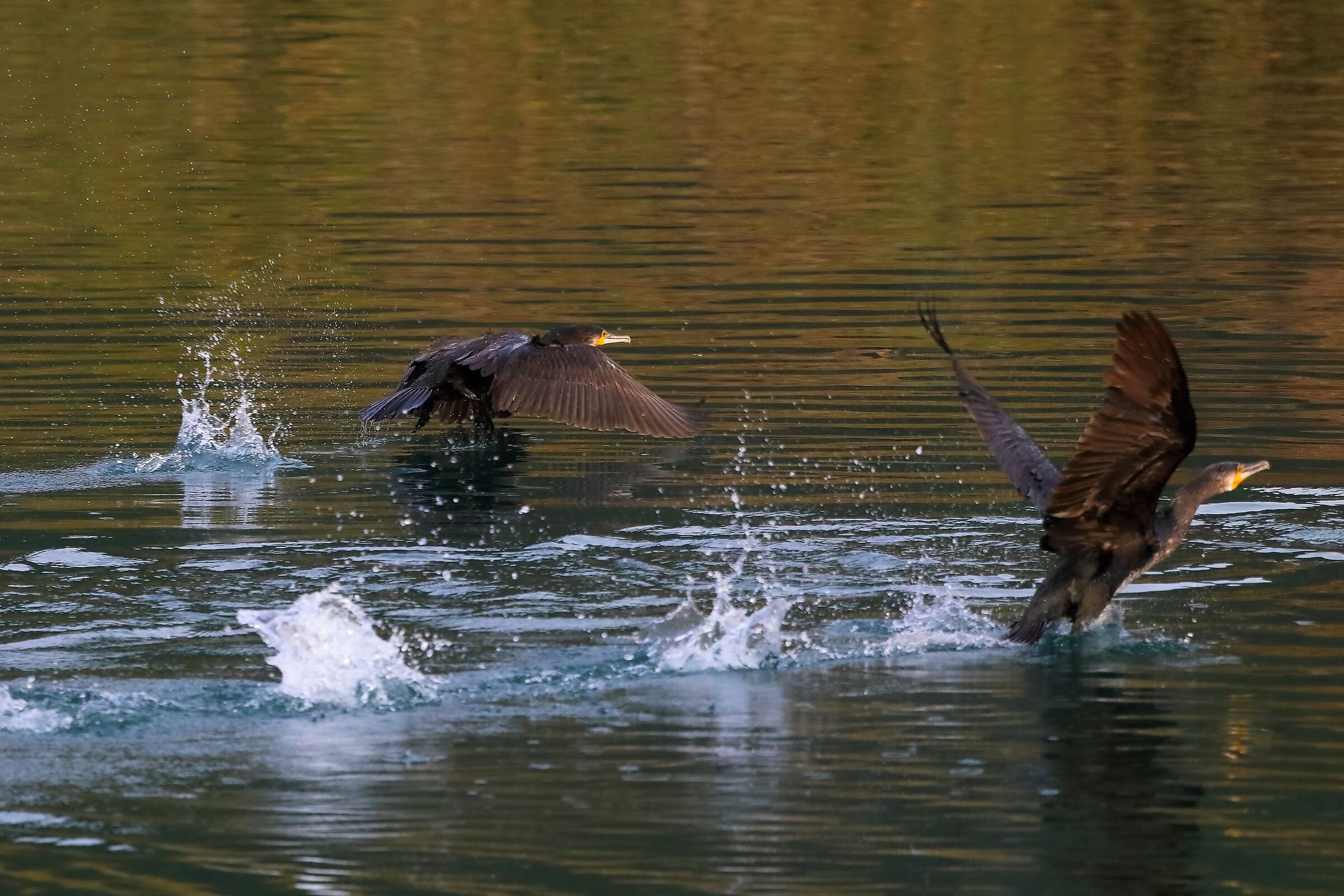 Cormorani 07-11-2022