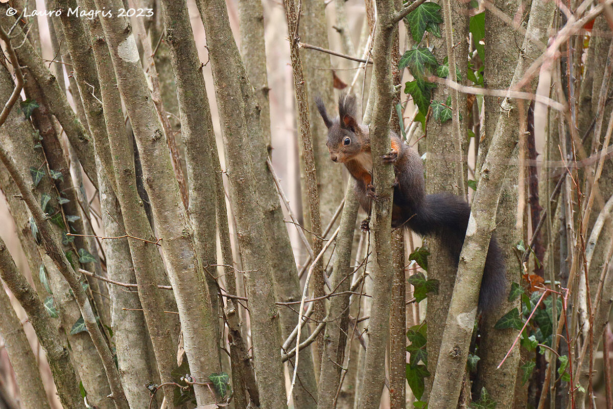 In una cortina di rami
