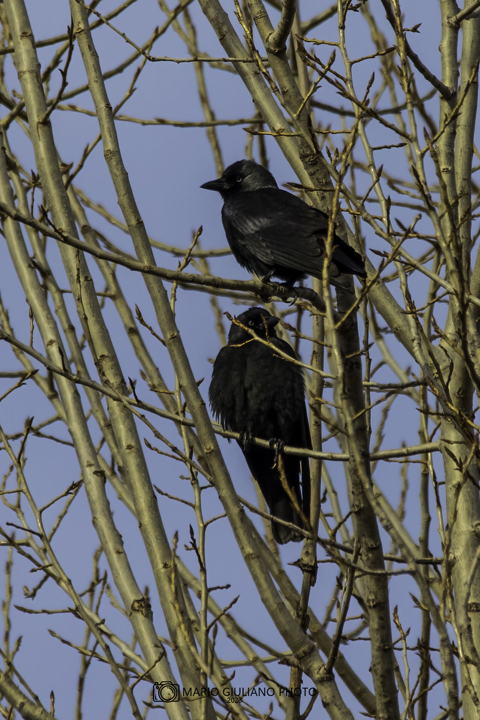 Jackdaws