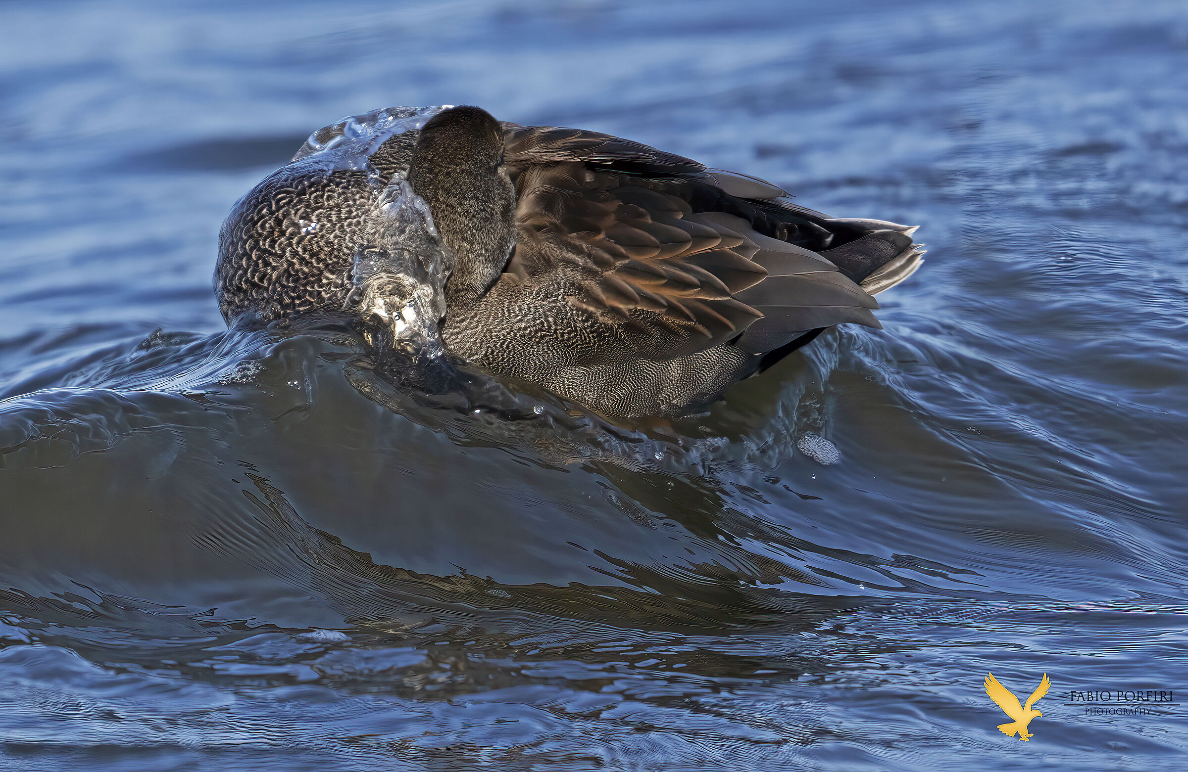 sleeping on the waves .. gadwall