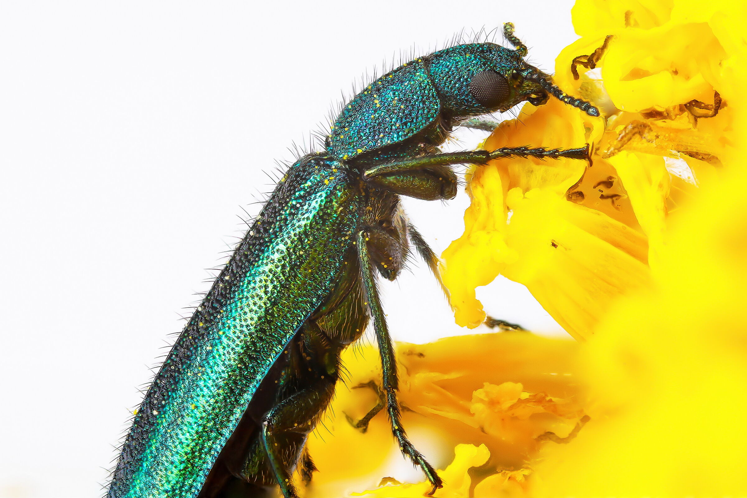 Psilothrix viridicoerulea