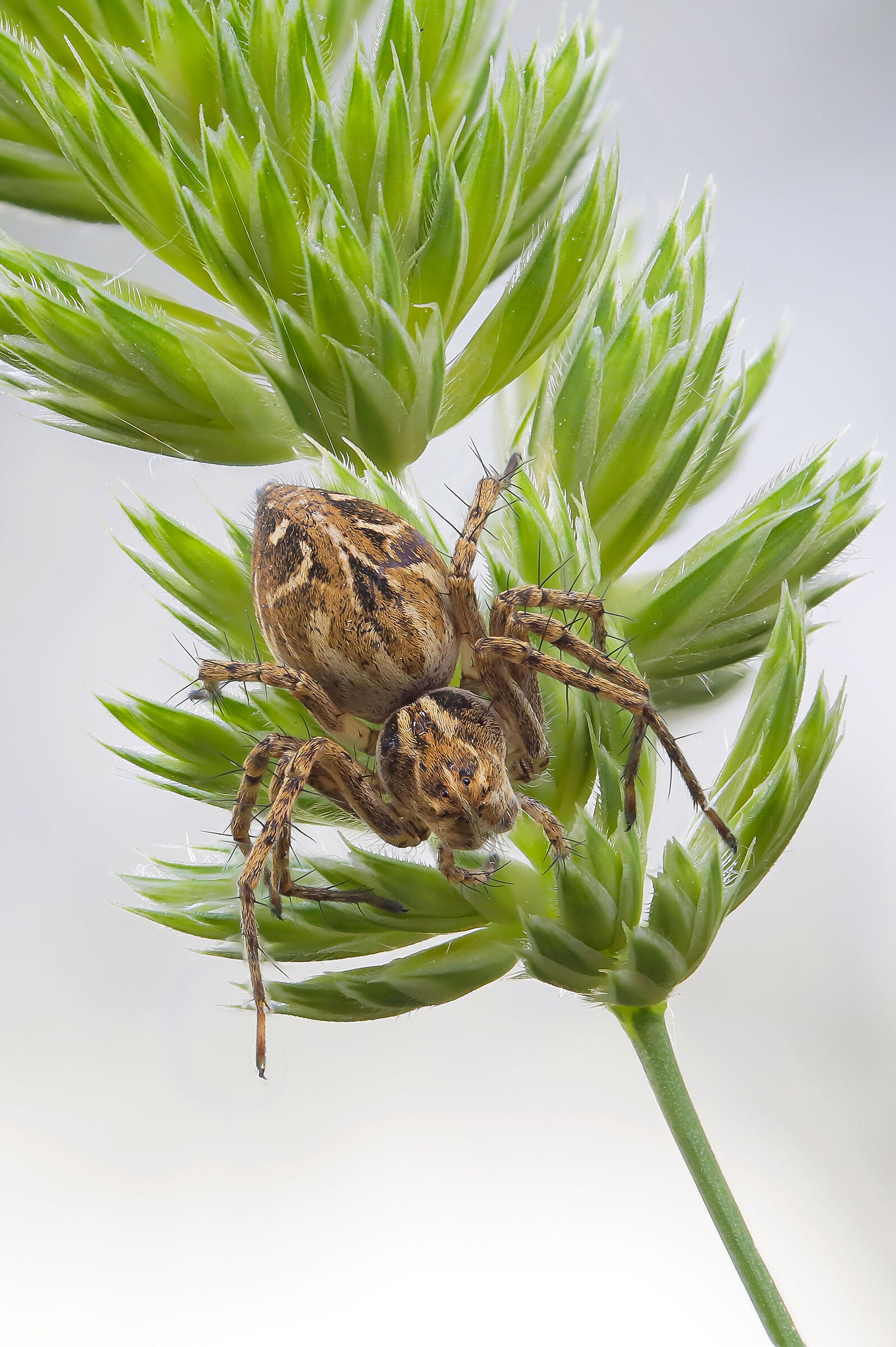 Oxyopes heterophthalmus