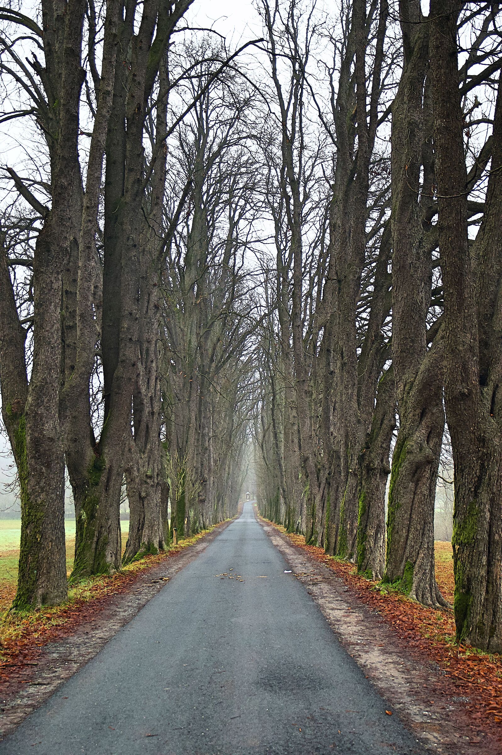 Avenue waiting for the summer foliage