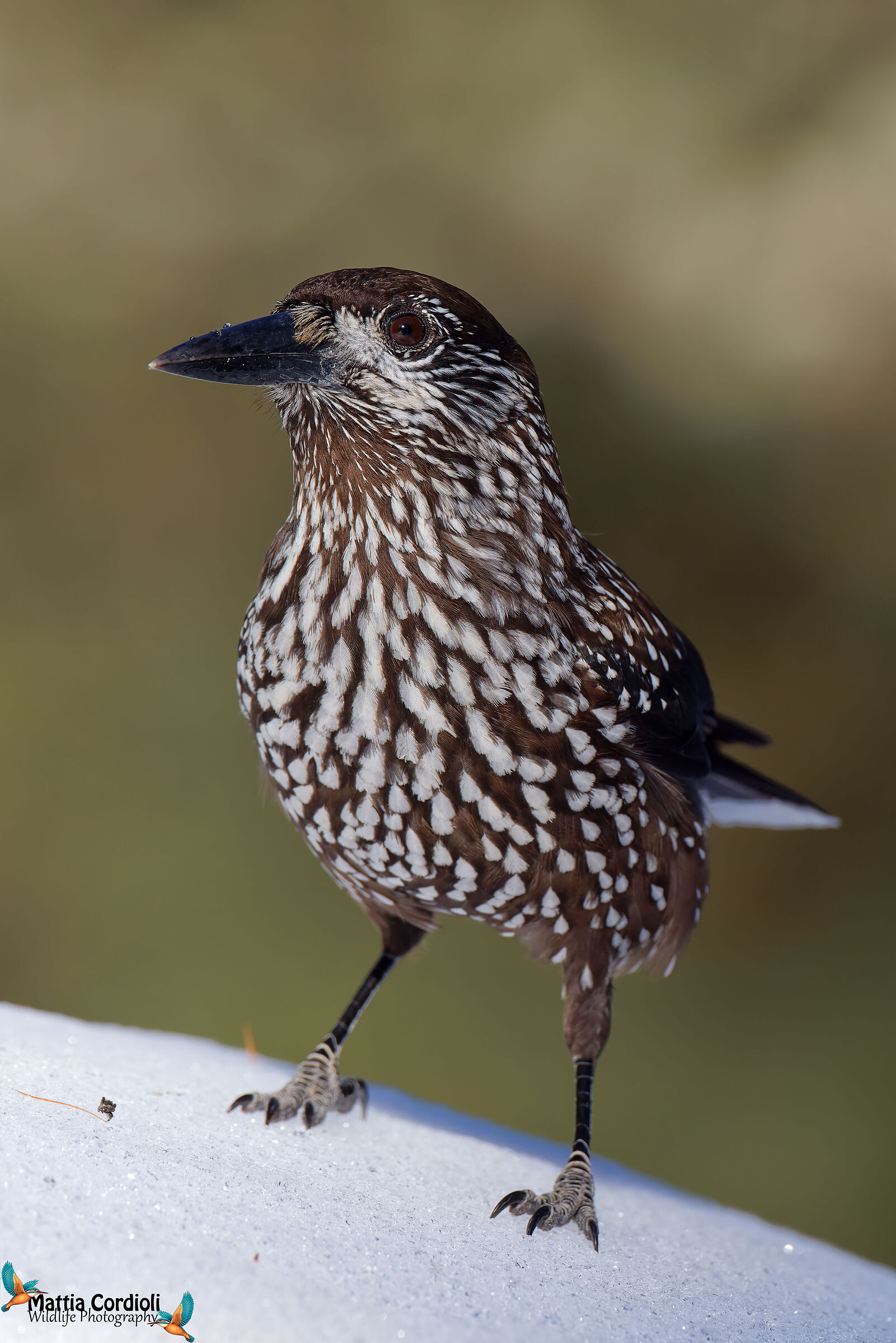 Spotted nutcracker