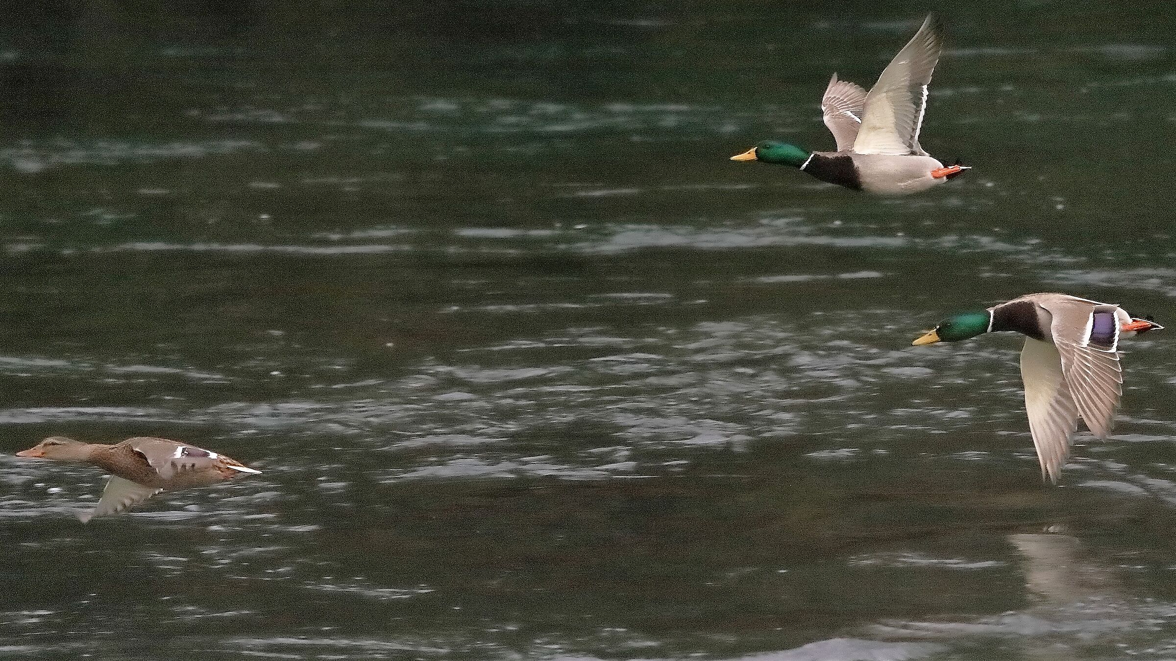 Germani 12 novembre 2022