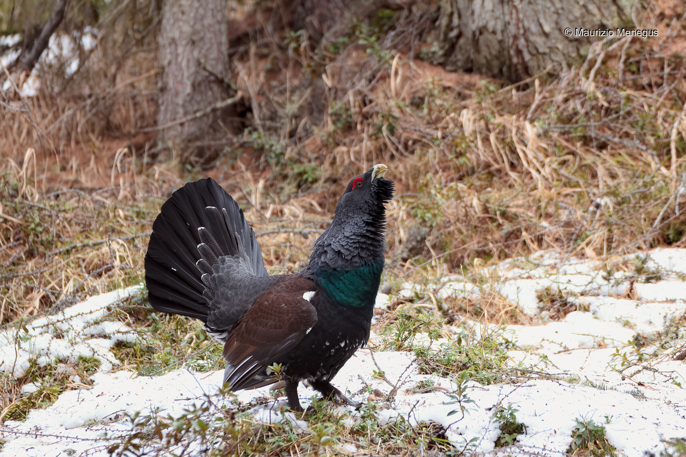 Gallo cedrone - Dolomiti