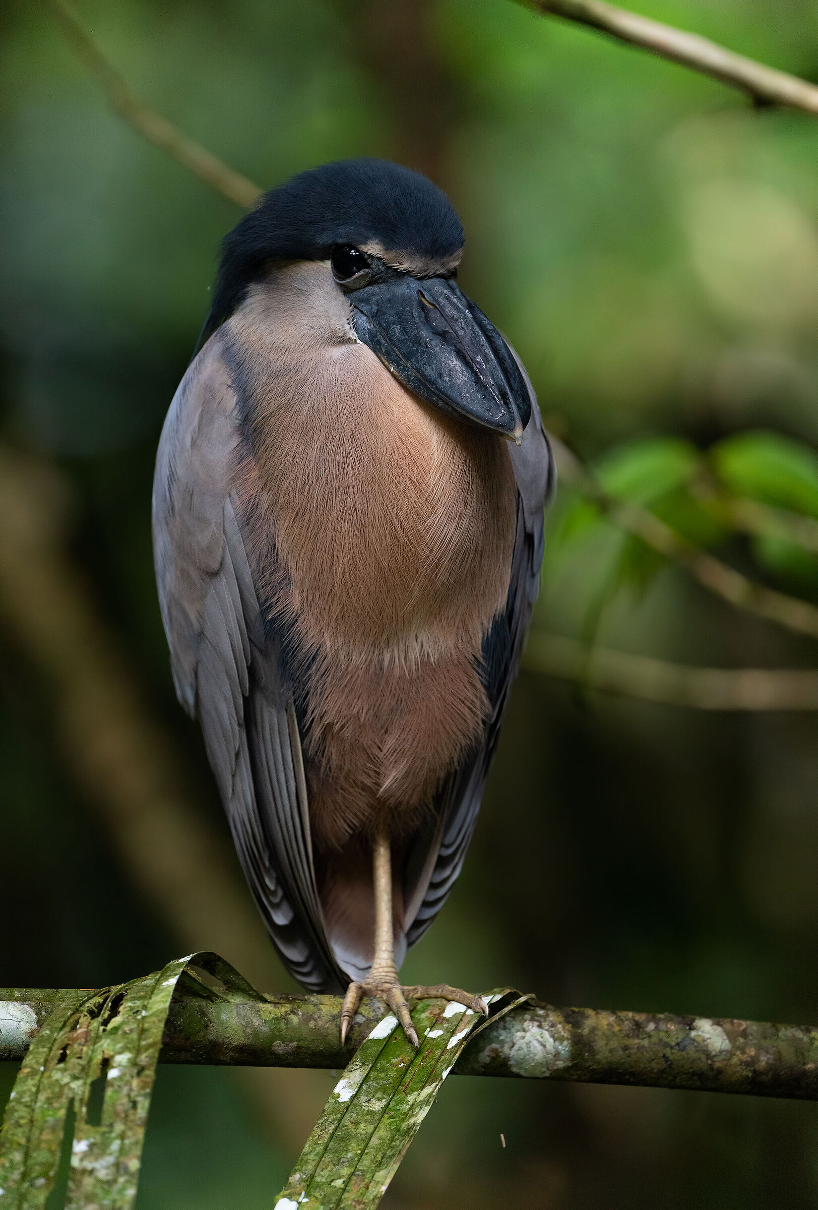 Boat-billed Heron (Cochlearius cochlearius)