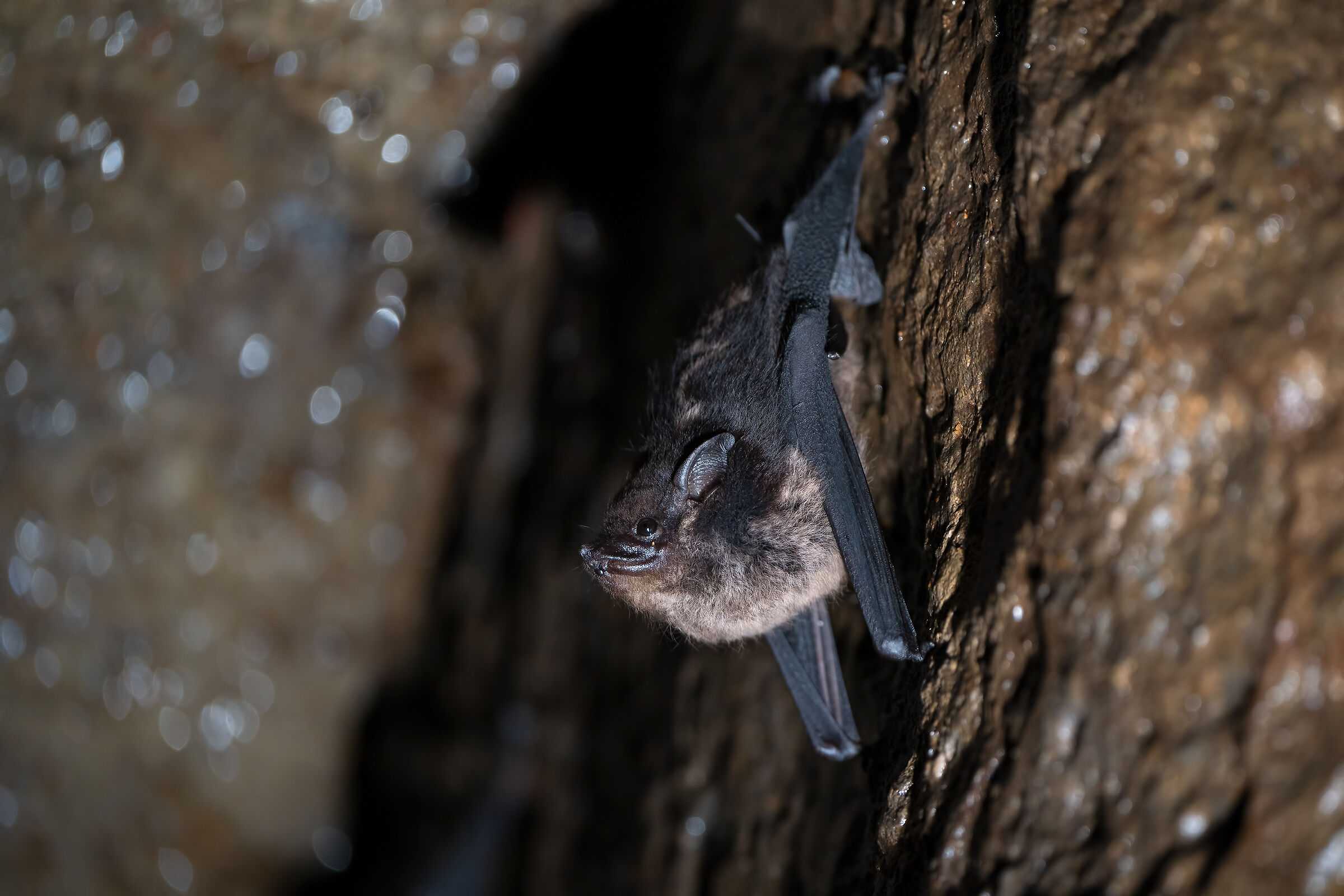 Greater sac-winged bat (Saccopteryx bilineata)