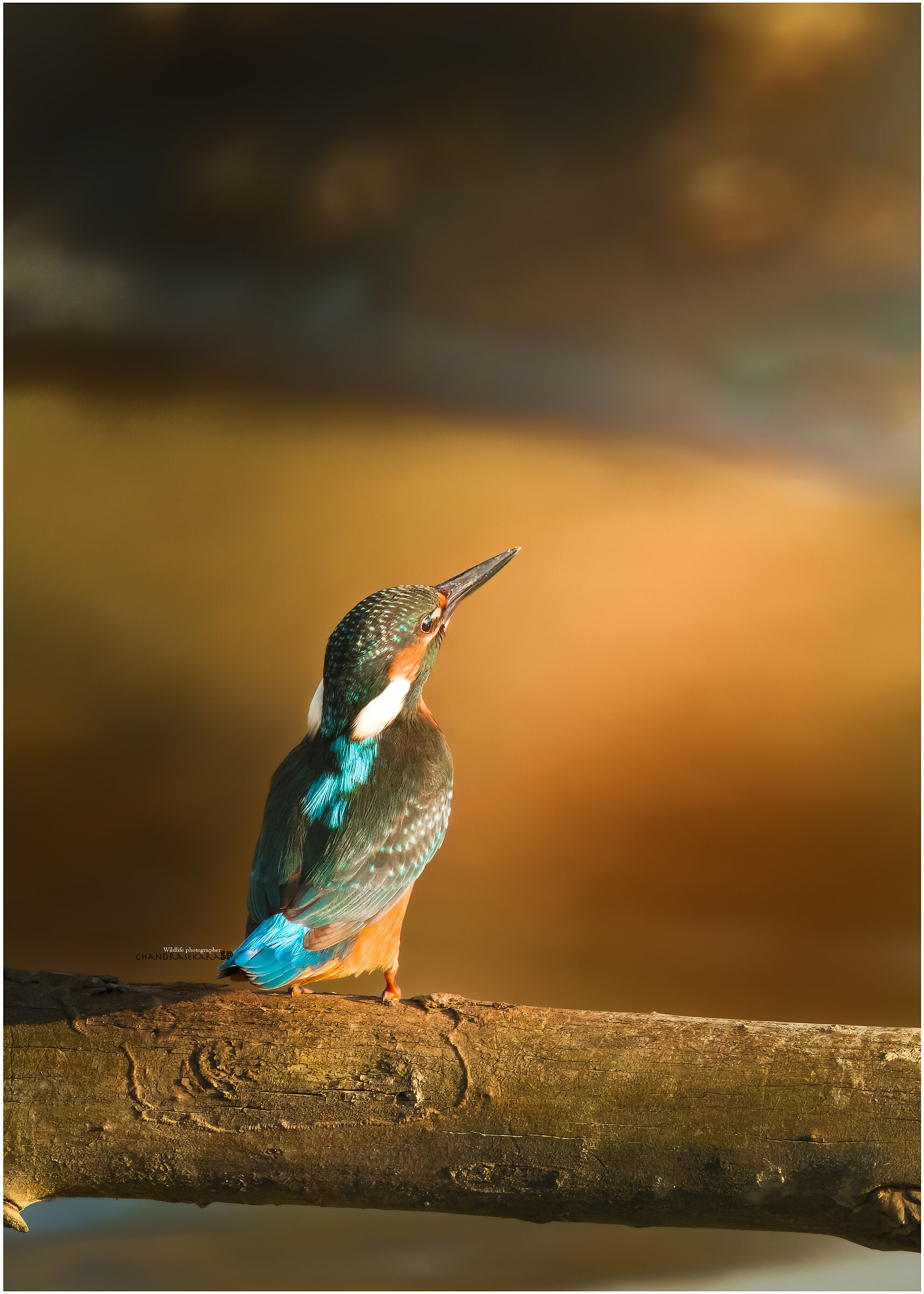 Kingfisher with sunset