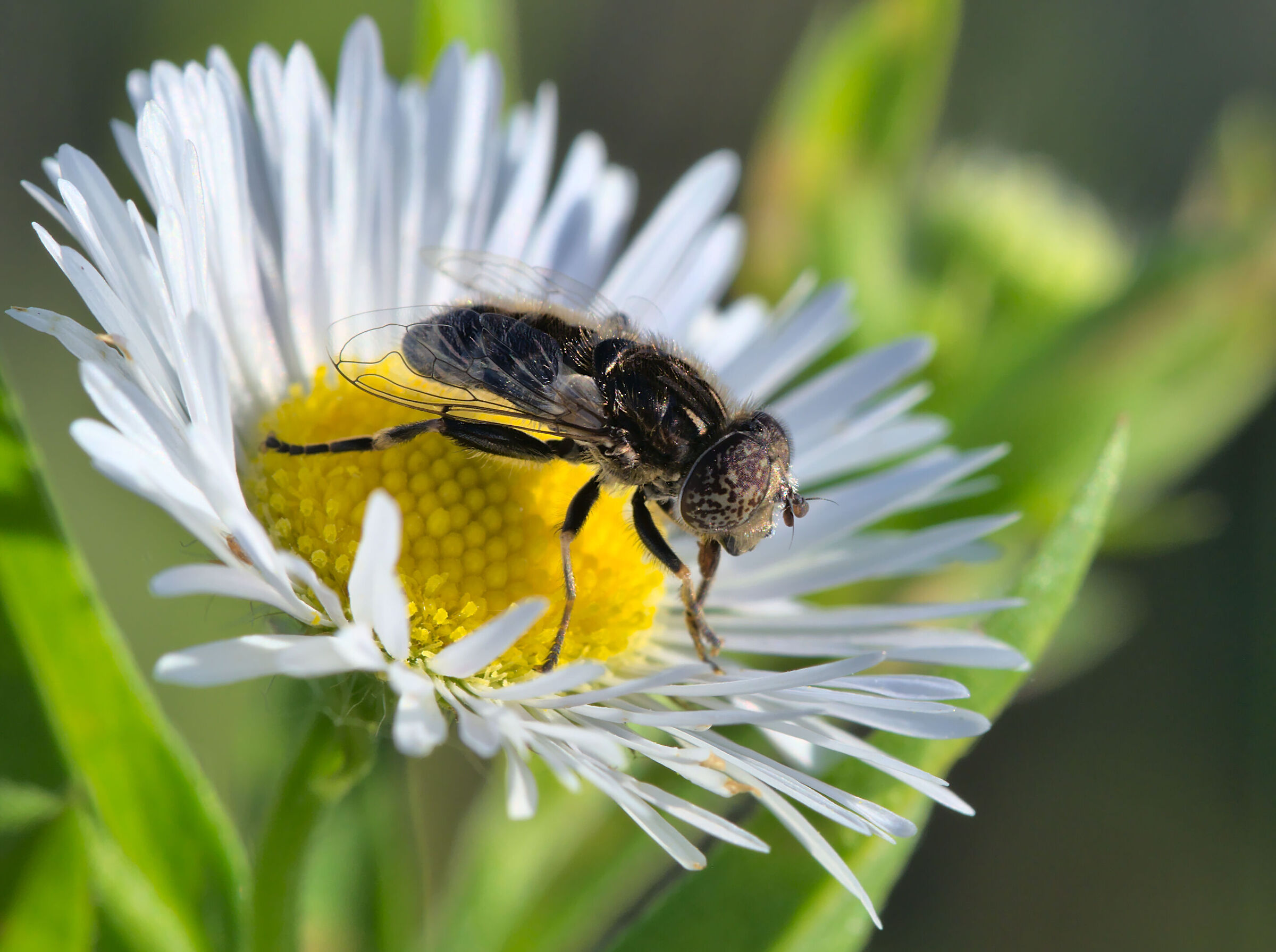 fly sitting on a flower