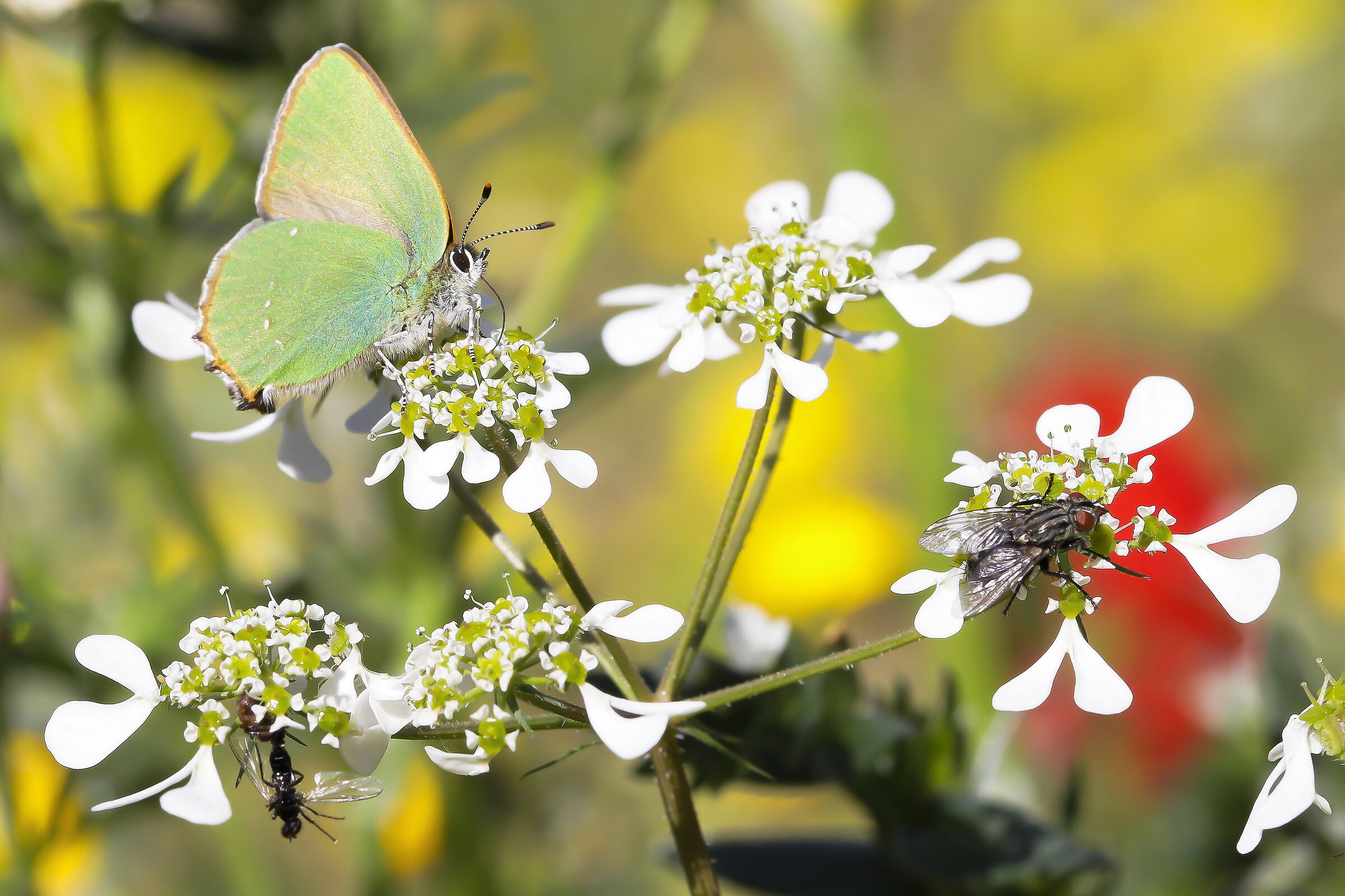 Callophrys rubi