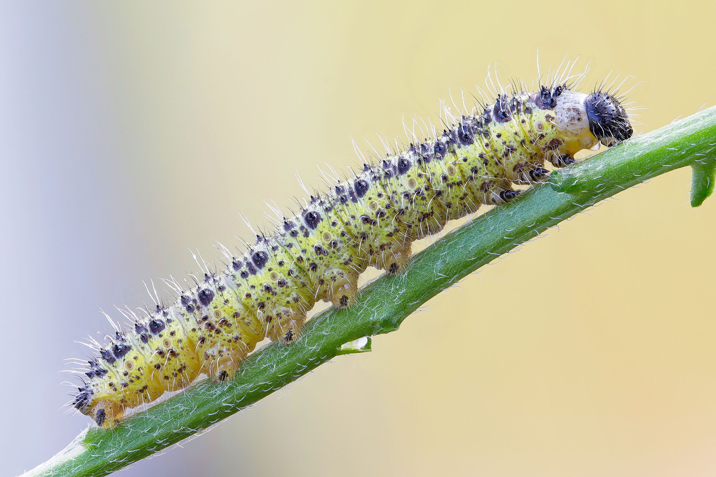 Pieris brassicae caterpillar