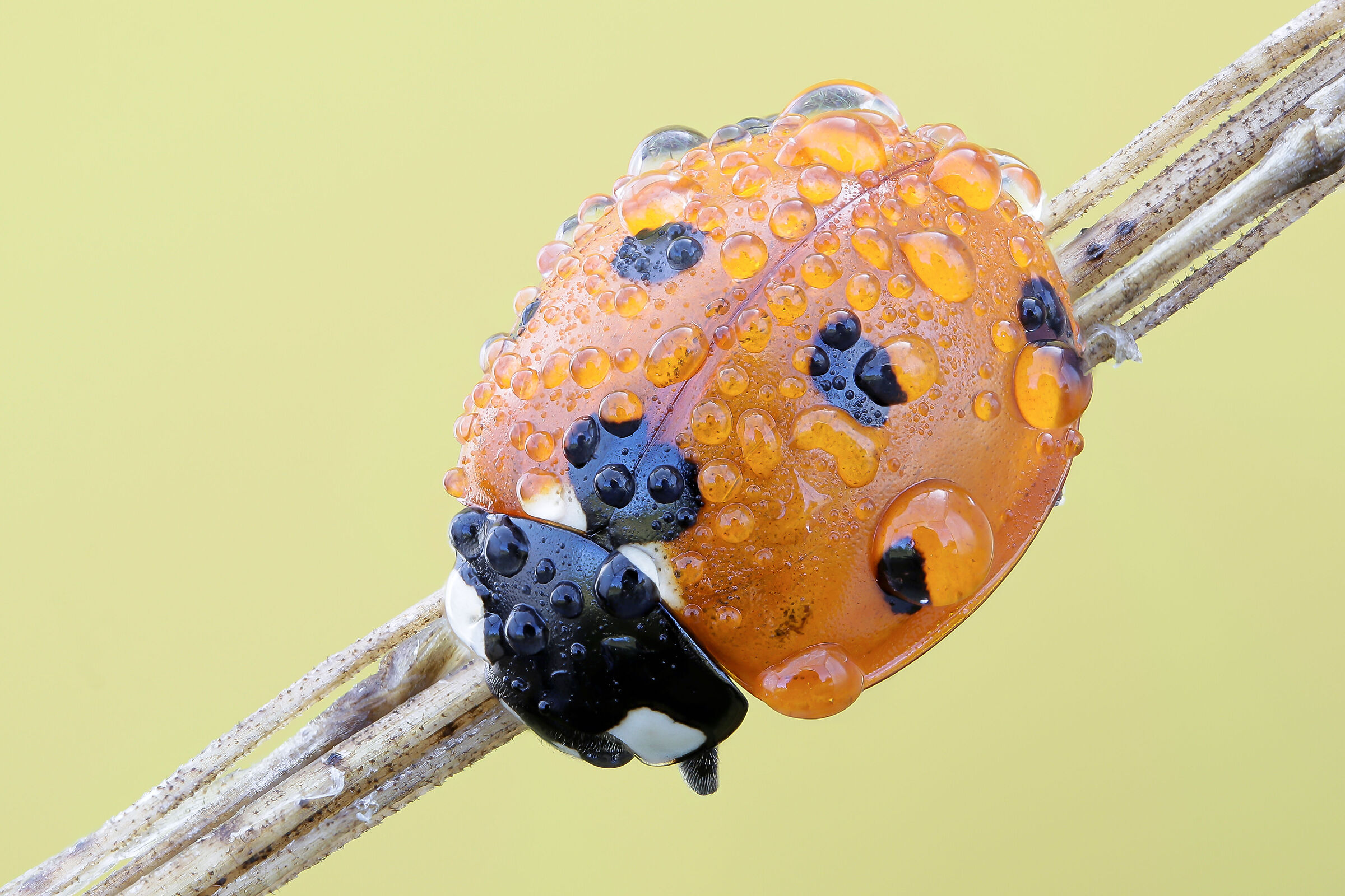 Coccinella septempunctata