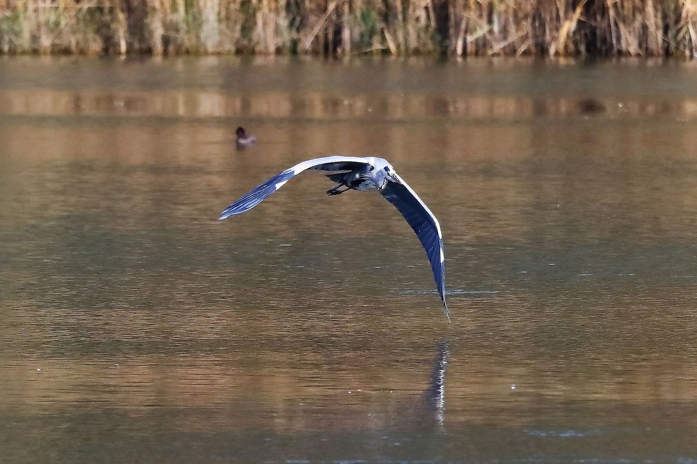 Cenerino 02-11-20221