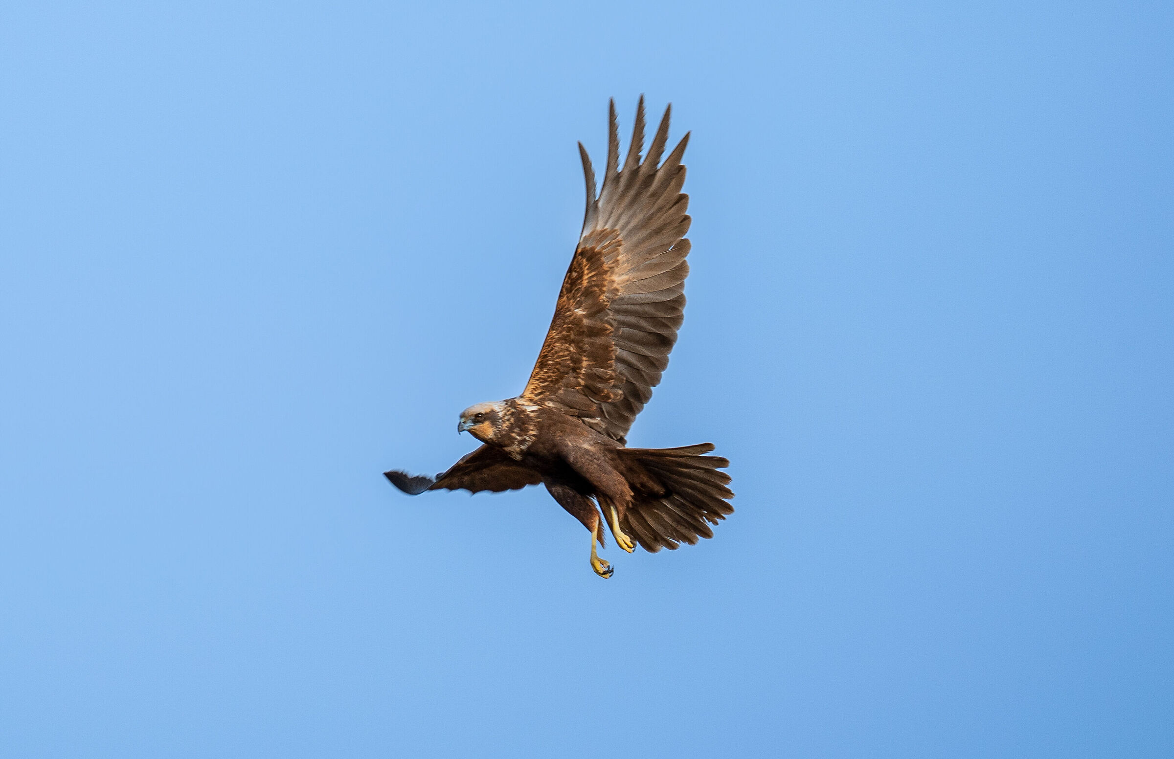 marsh harrier