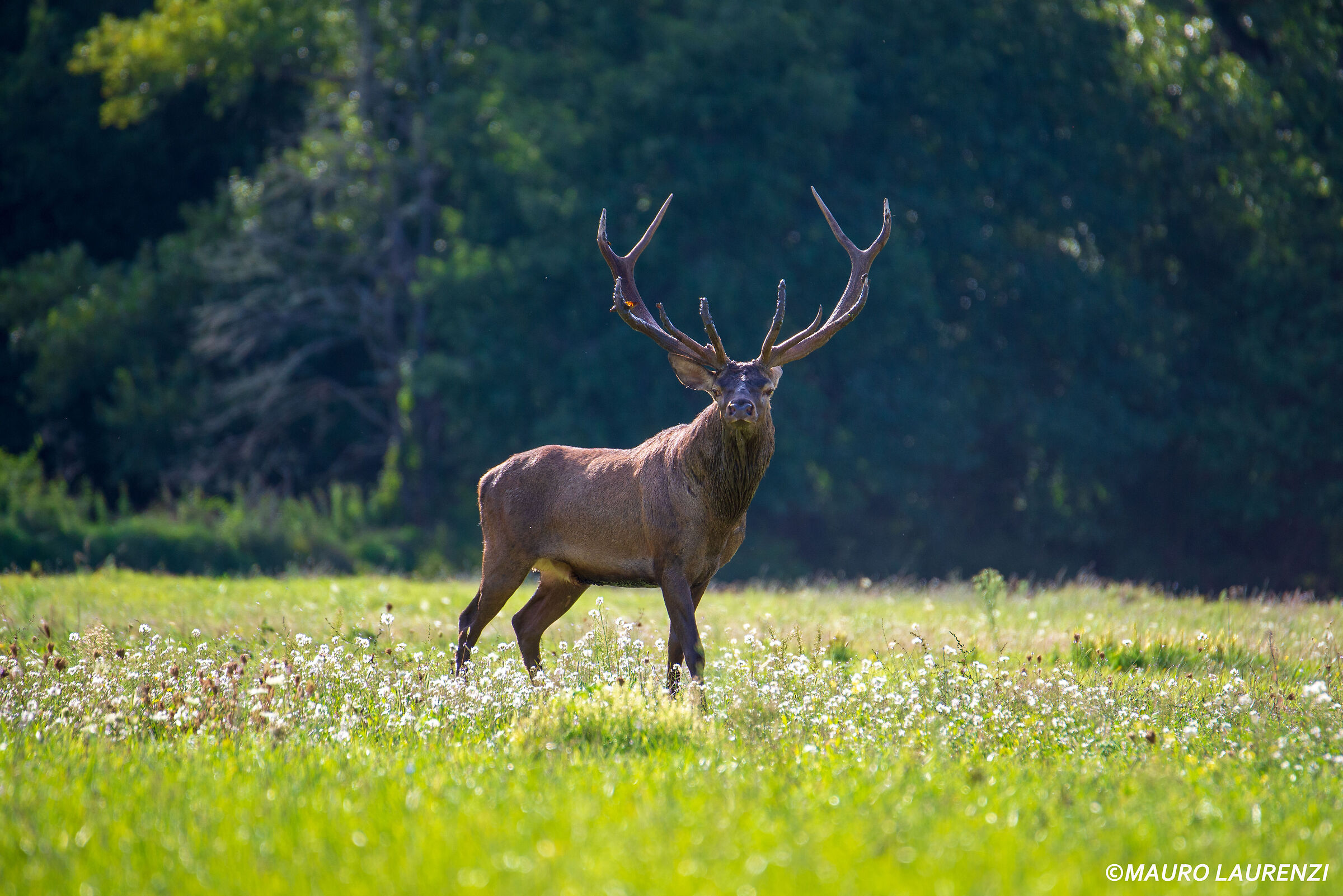 KING OF THE FOREST - DEER