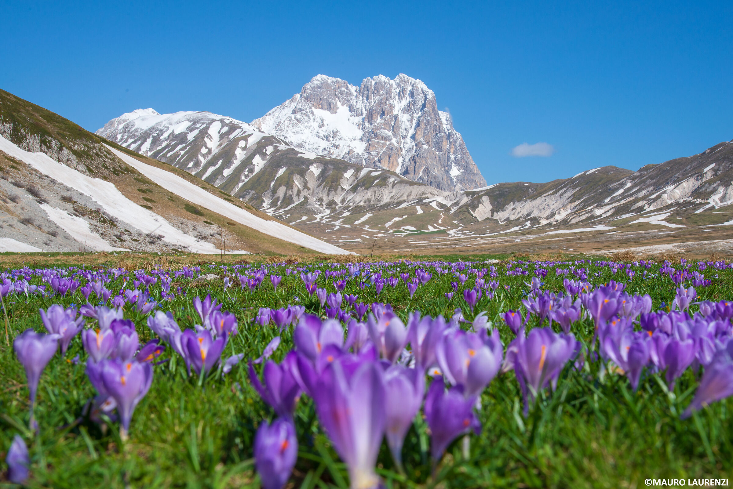 CROCUS GRAN SASSO