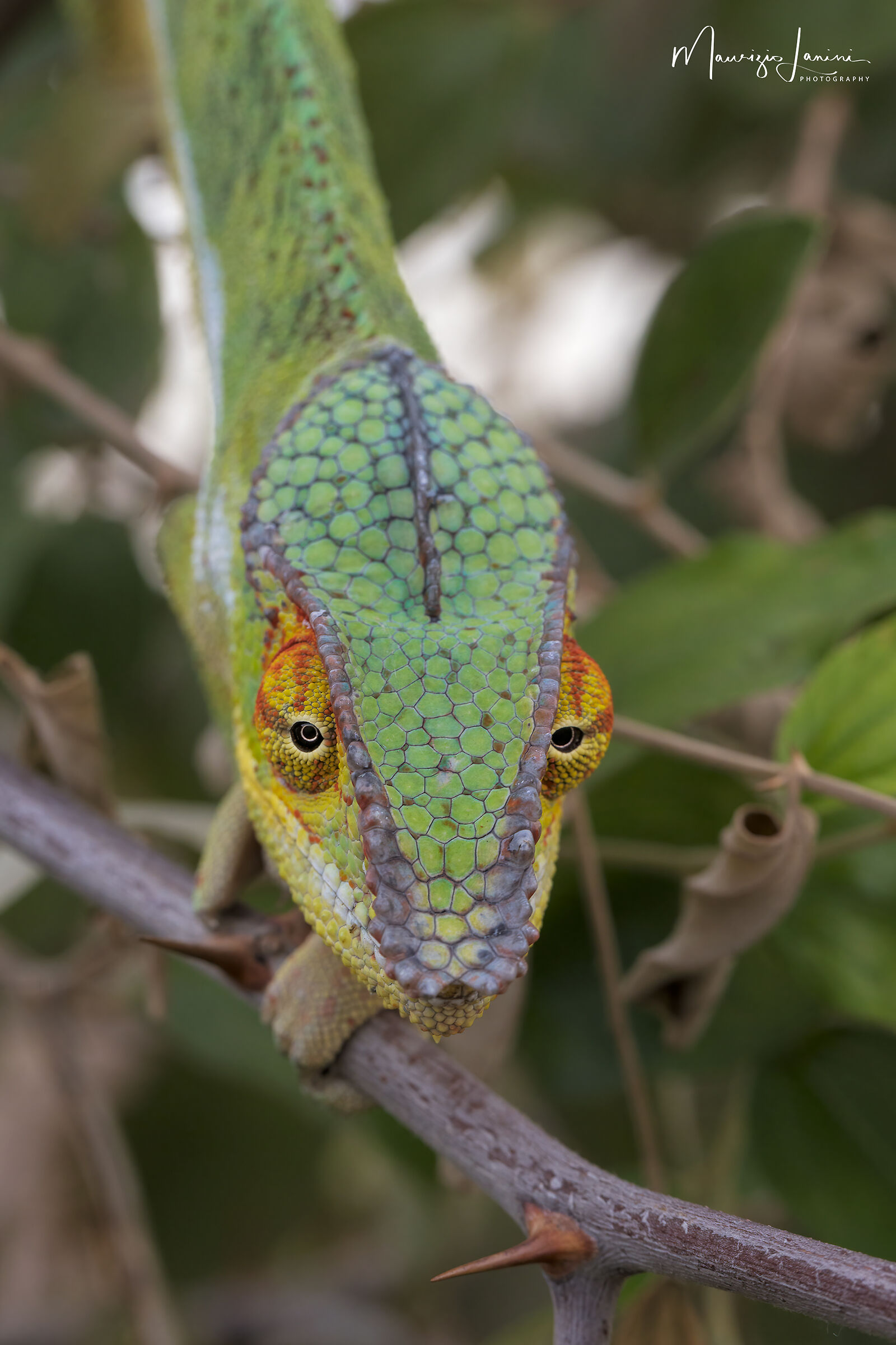 Camaleonte pantera close-up
