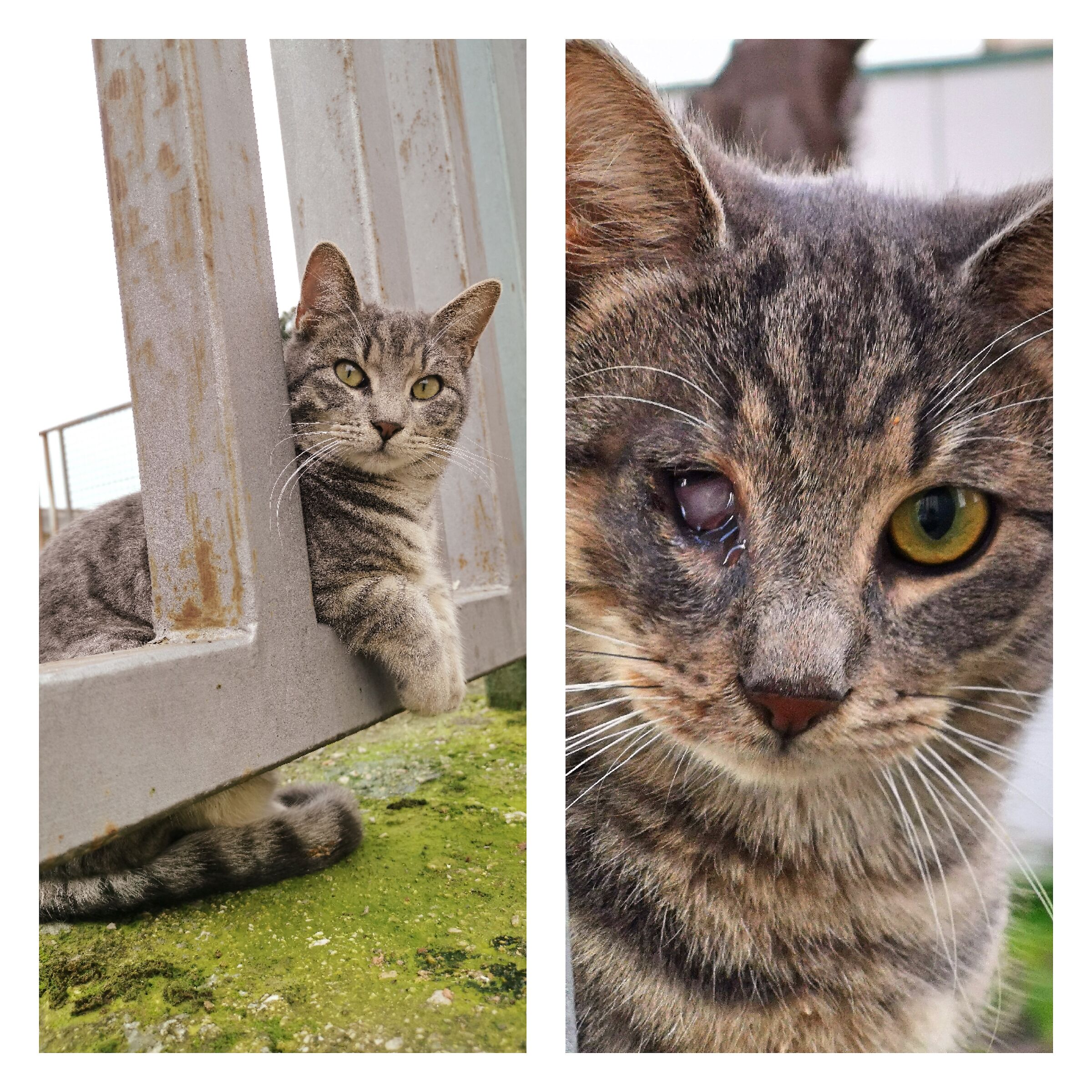 Perlino, we did it, I did it!