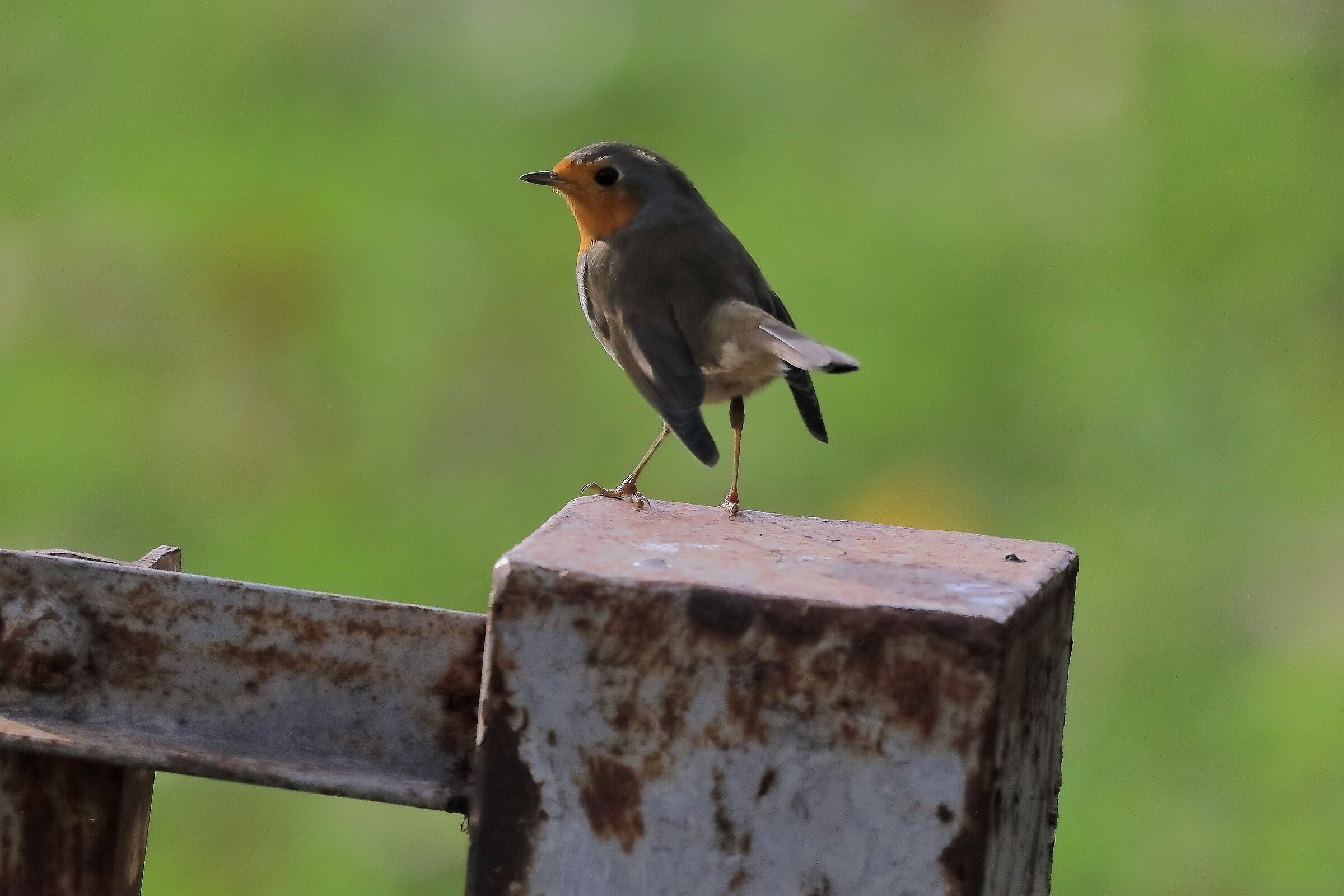 Pettirosso 11-11-2022