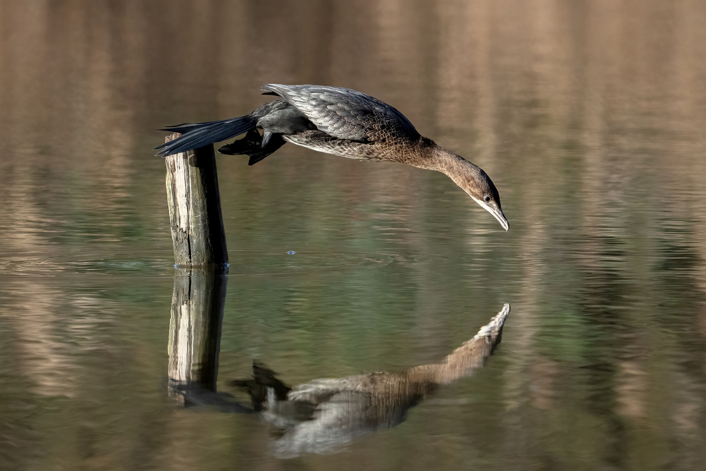 The Minor Corg Dive (Microcarbo pygmeus)