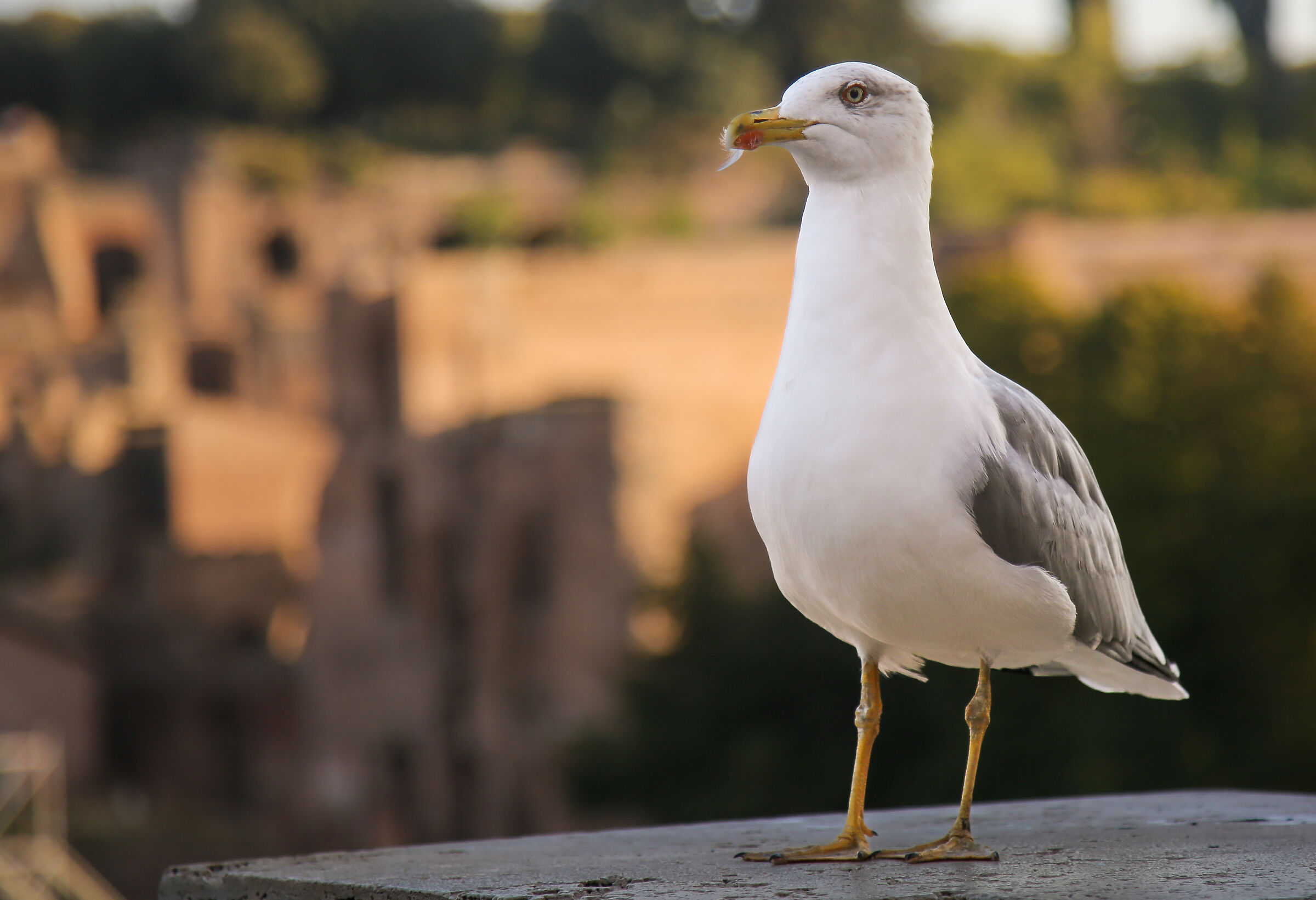 L'Imperatore Gabbiano ?