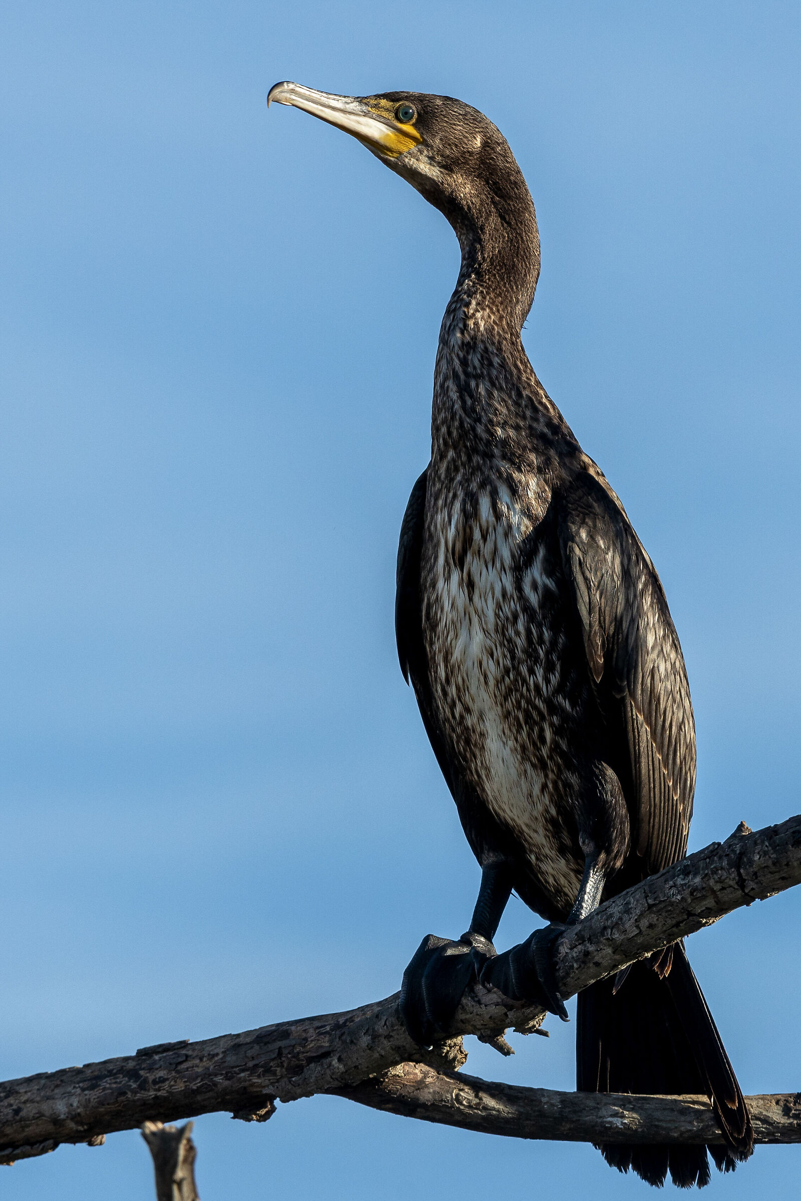 Cormorant