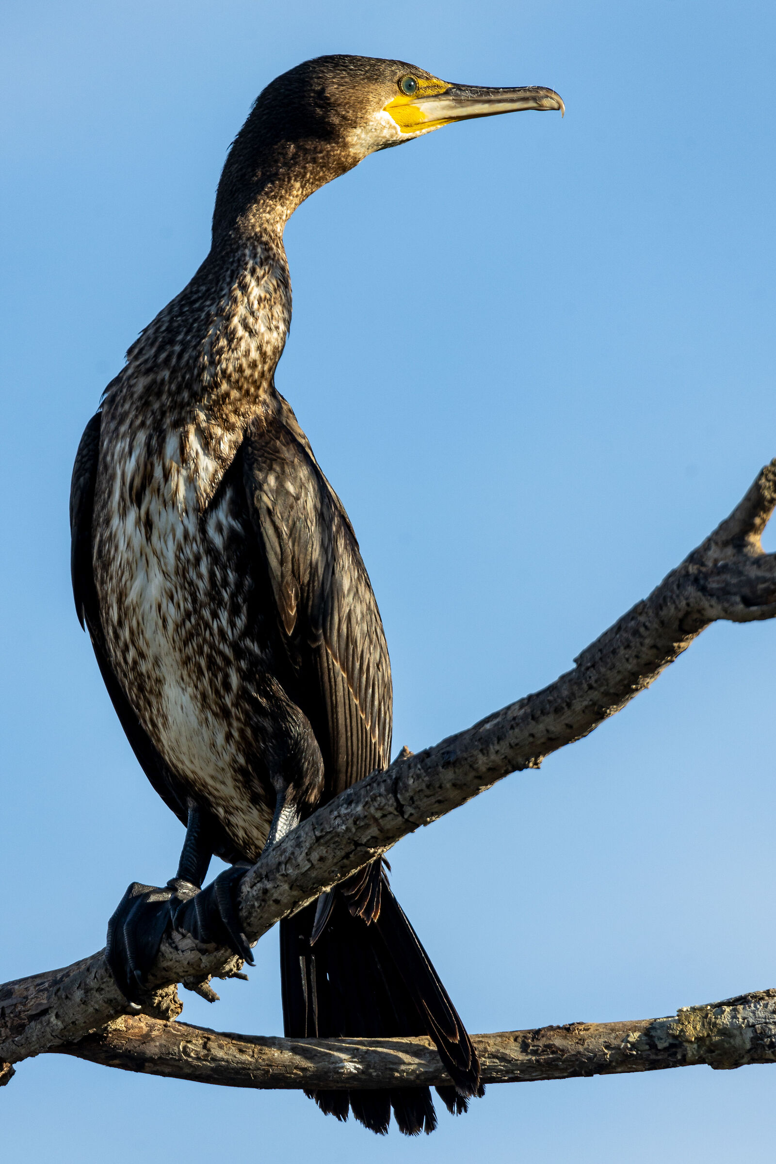 Cormorant