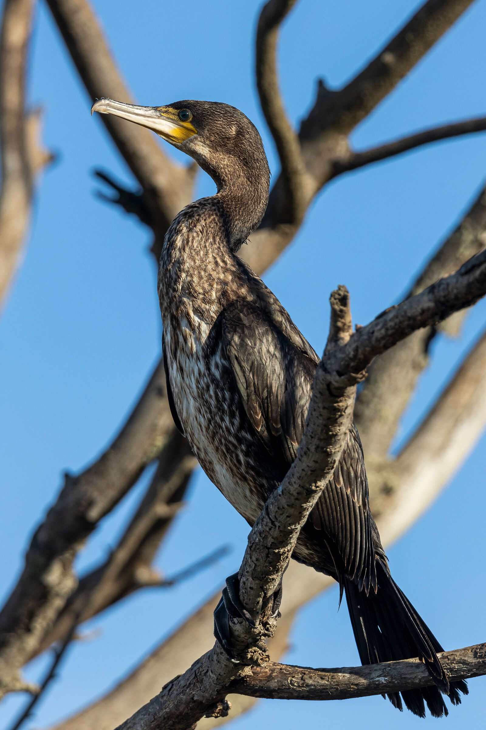 Cormorant