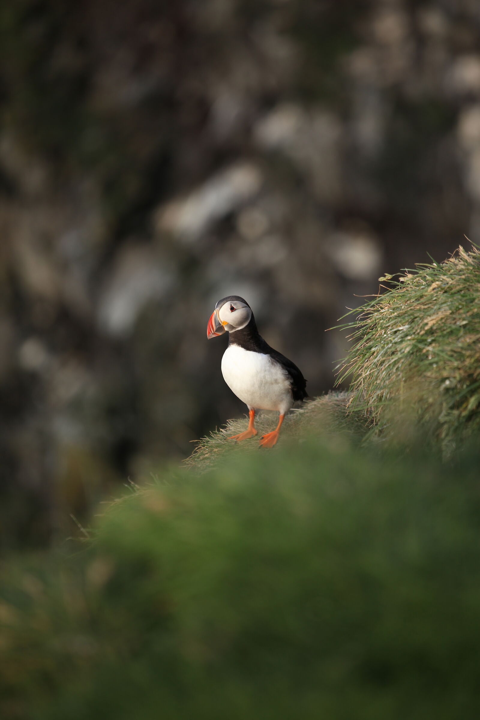 Puffin Tour