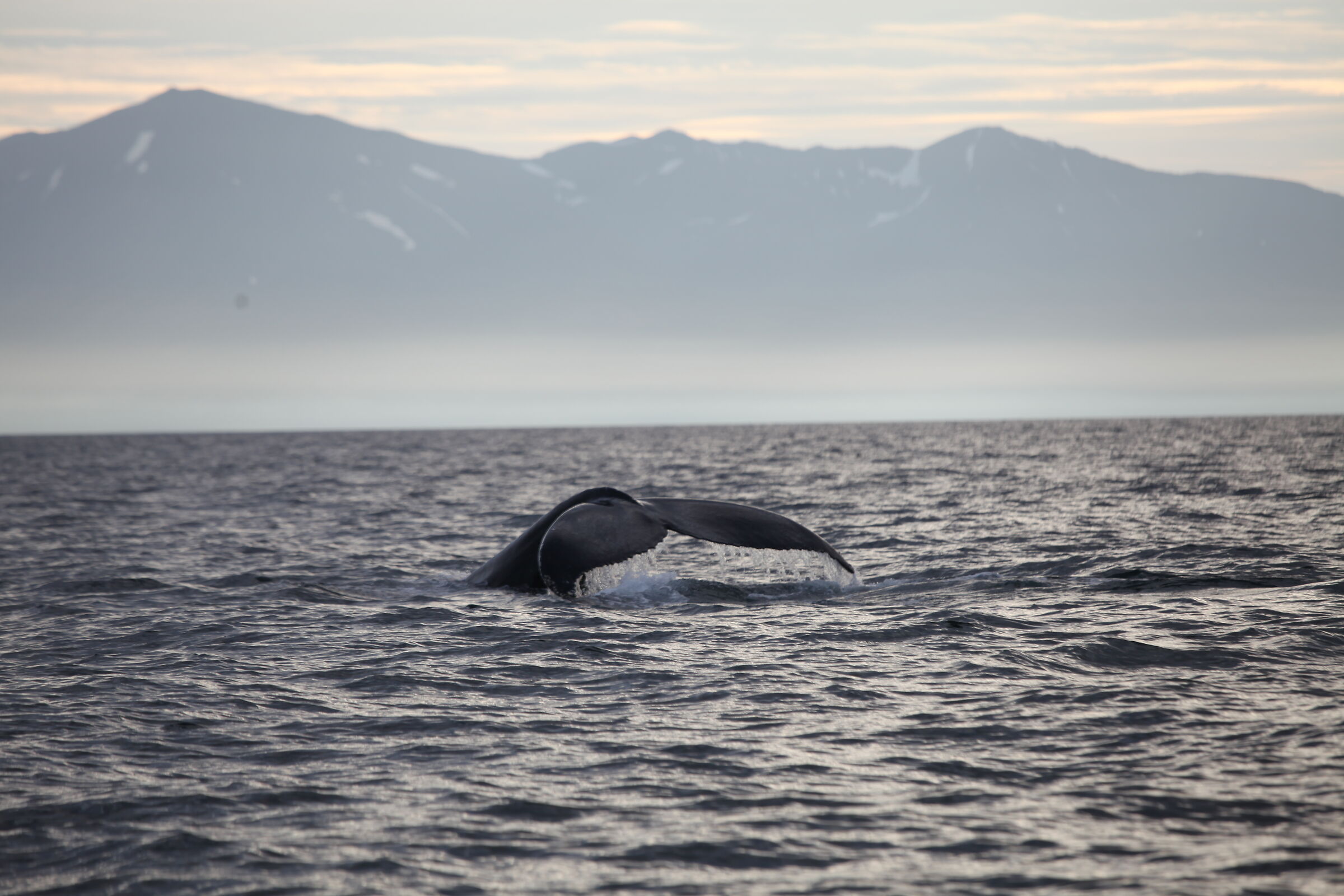 Whale watching