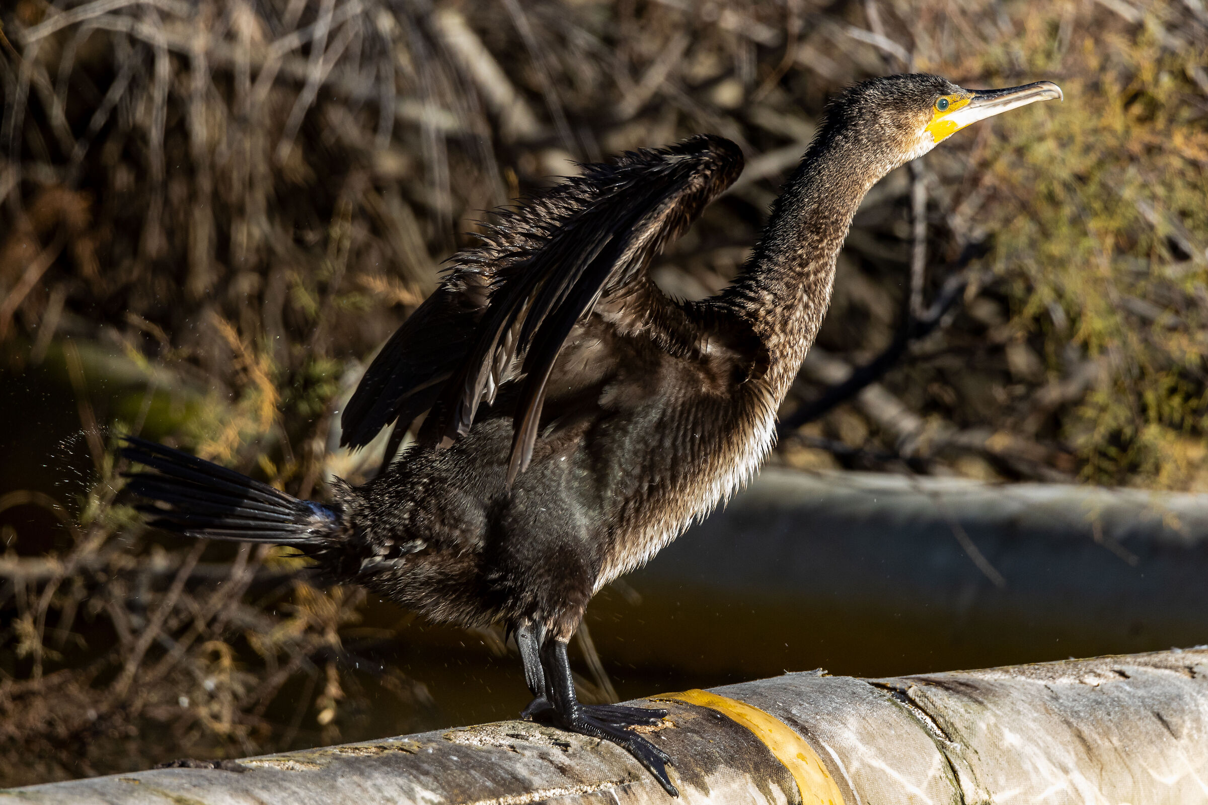 Cormorant
