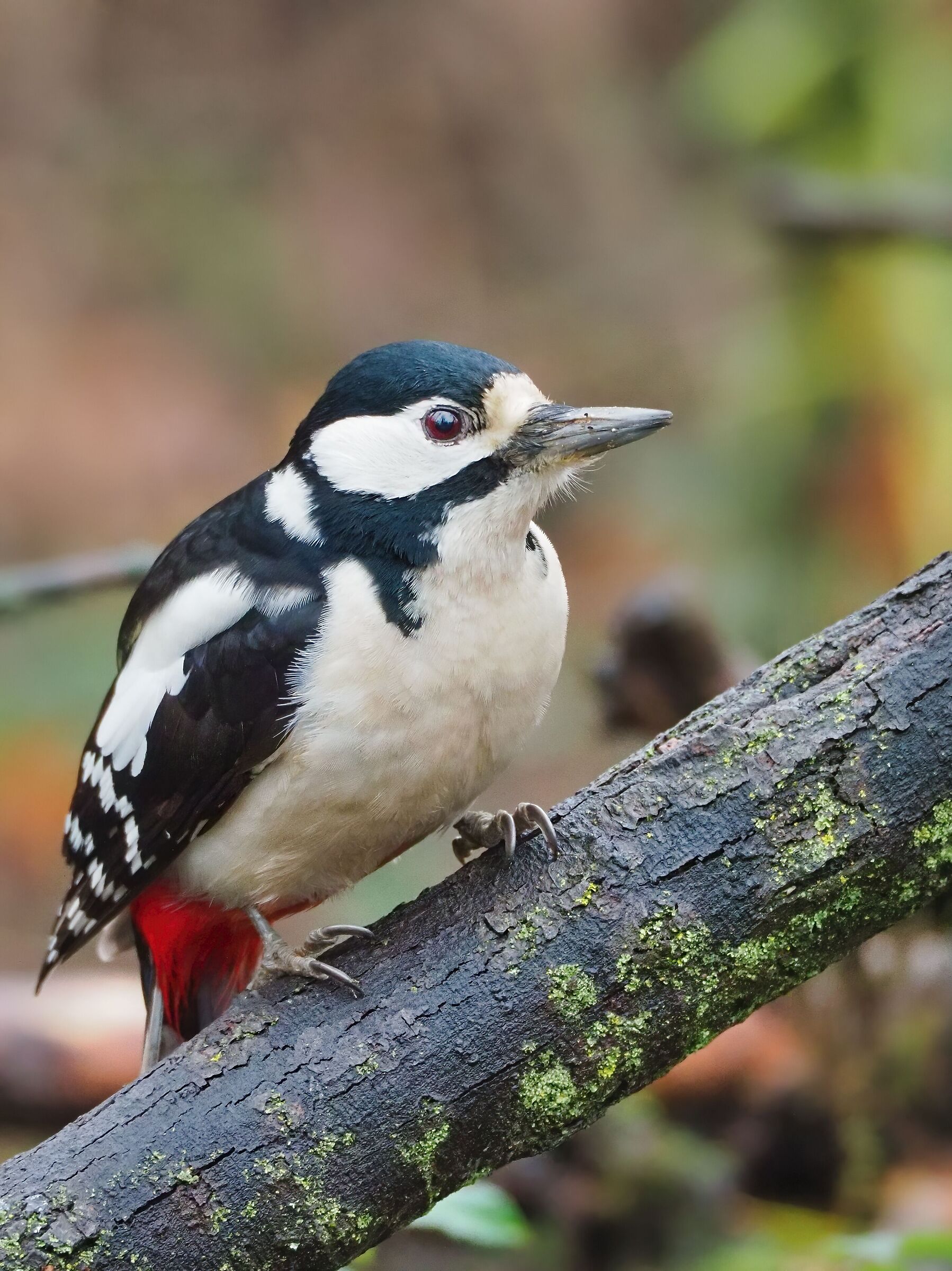 Greater spotted woodpecker (f)