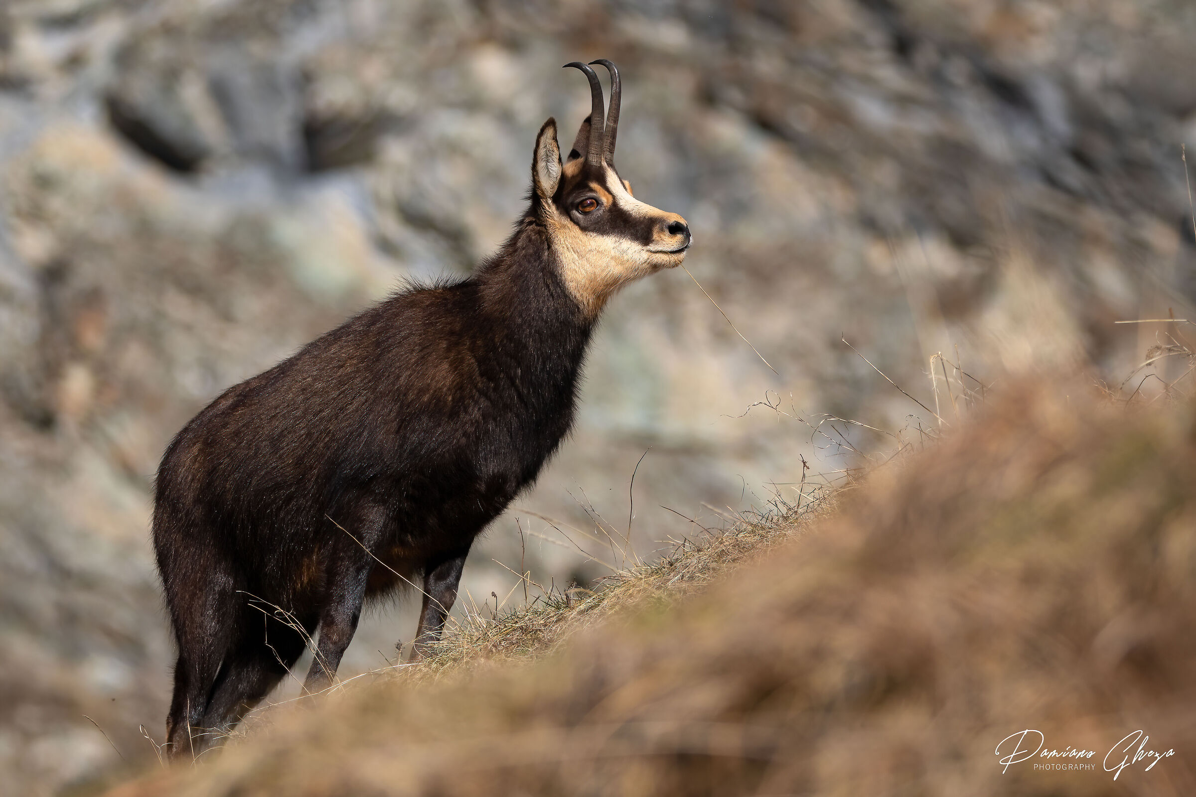 Female chamois