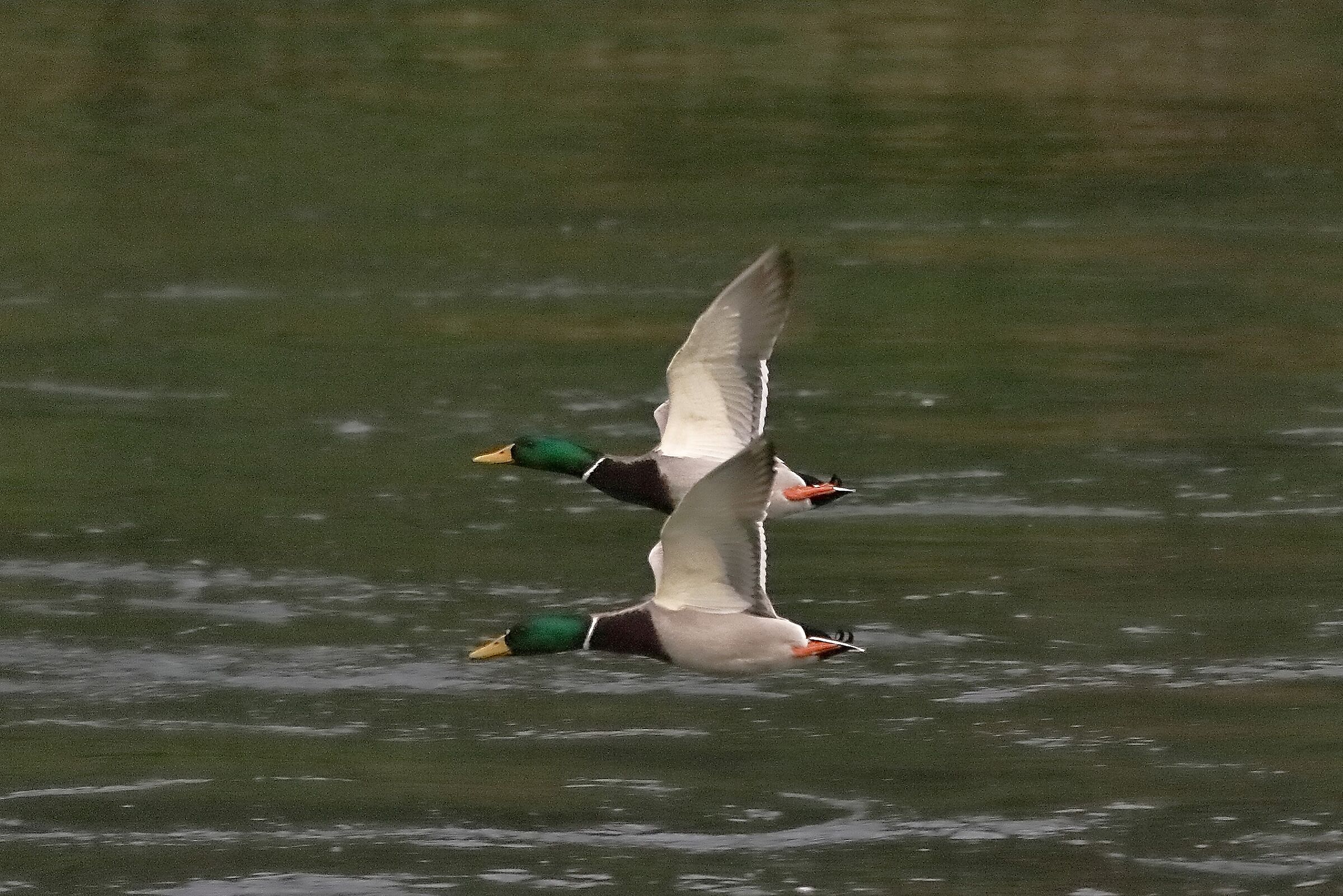 Germani 12 novembre 2022