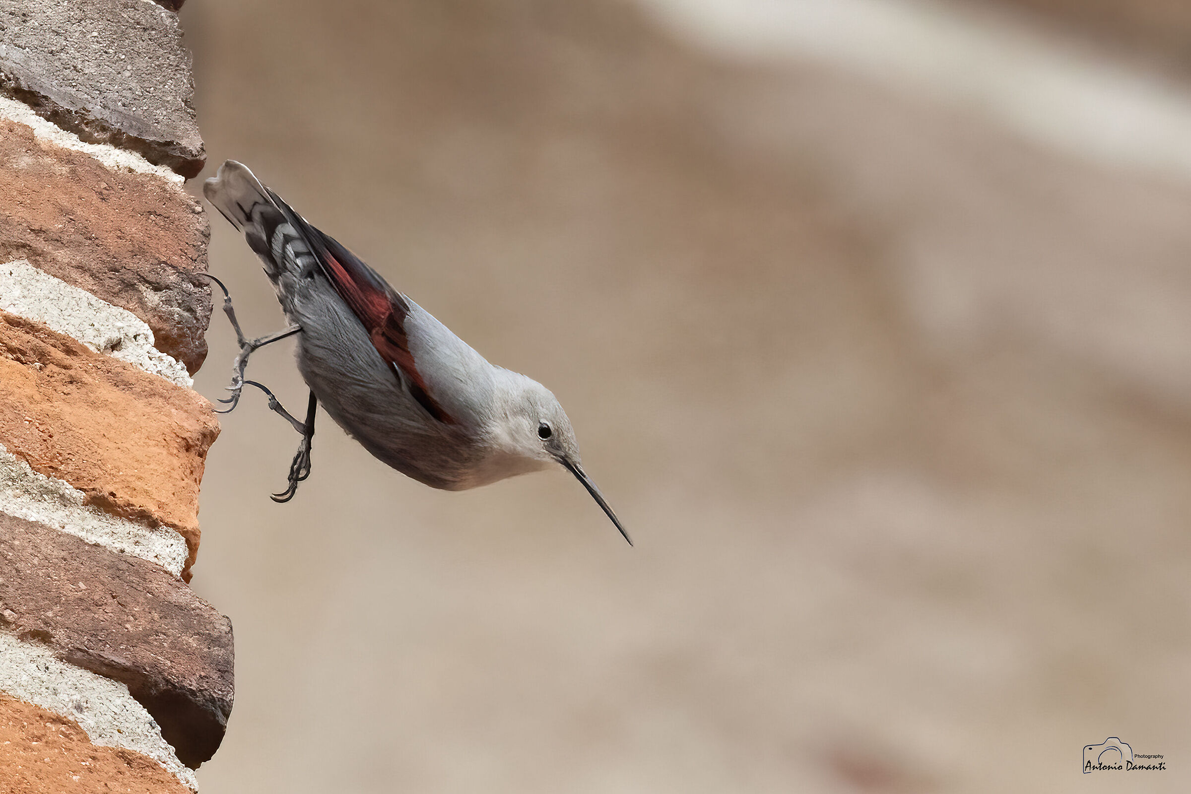 Wallcreeper - The deadlift 12/1/23