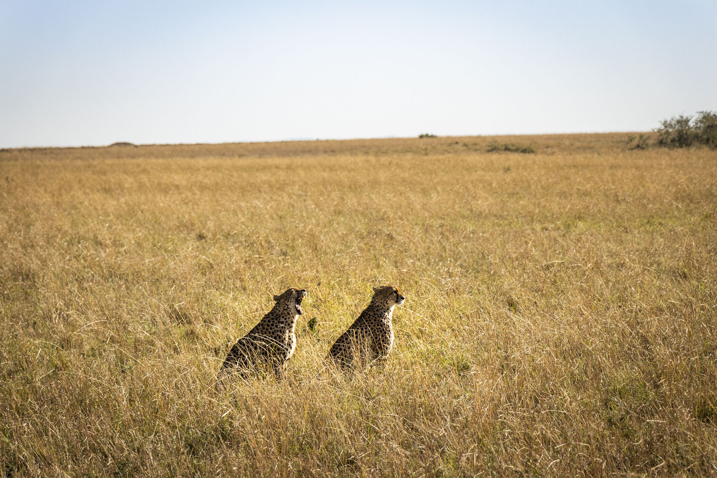 Cheetahs under observation
