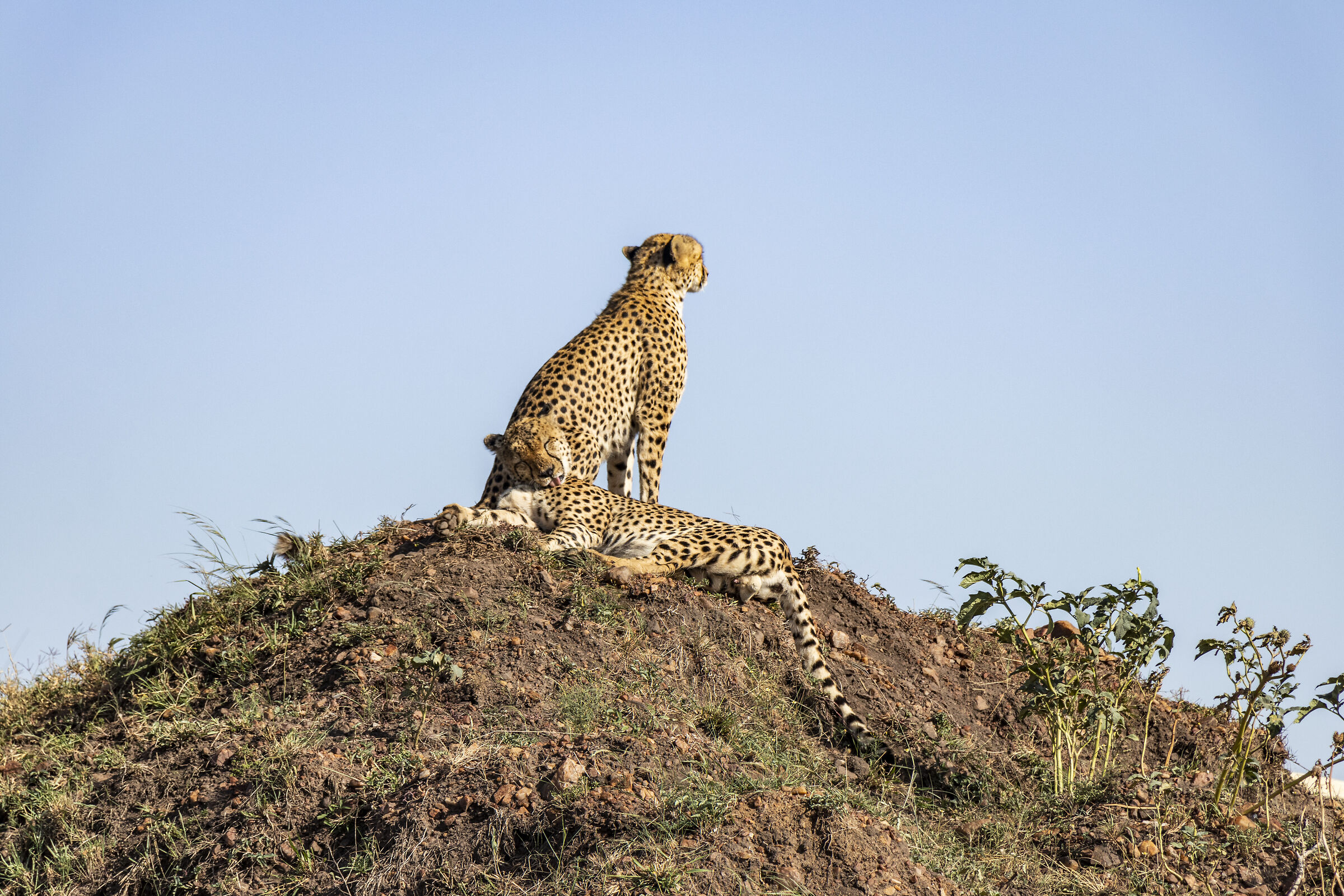 Cheetah in relaxation