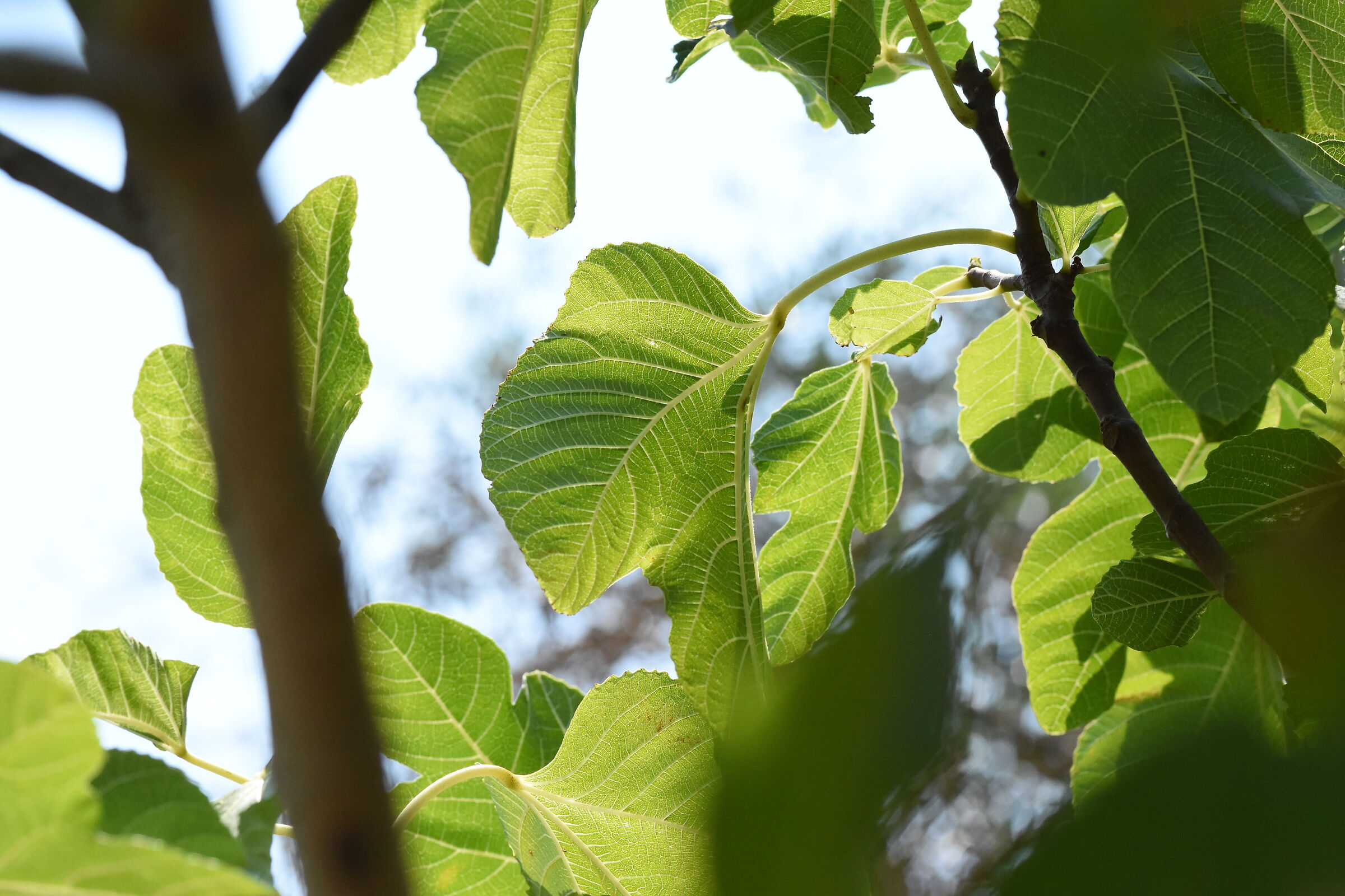 Sigma 85, 1.4 Art- Nikon D 7200 " Crop 127 "